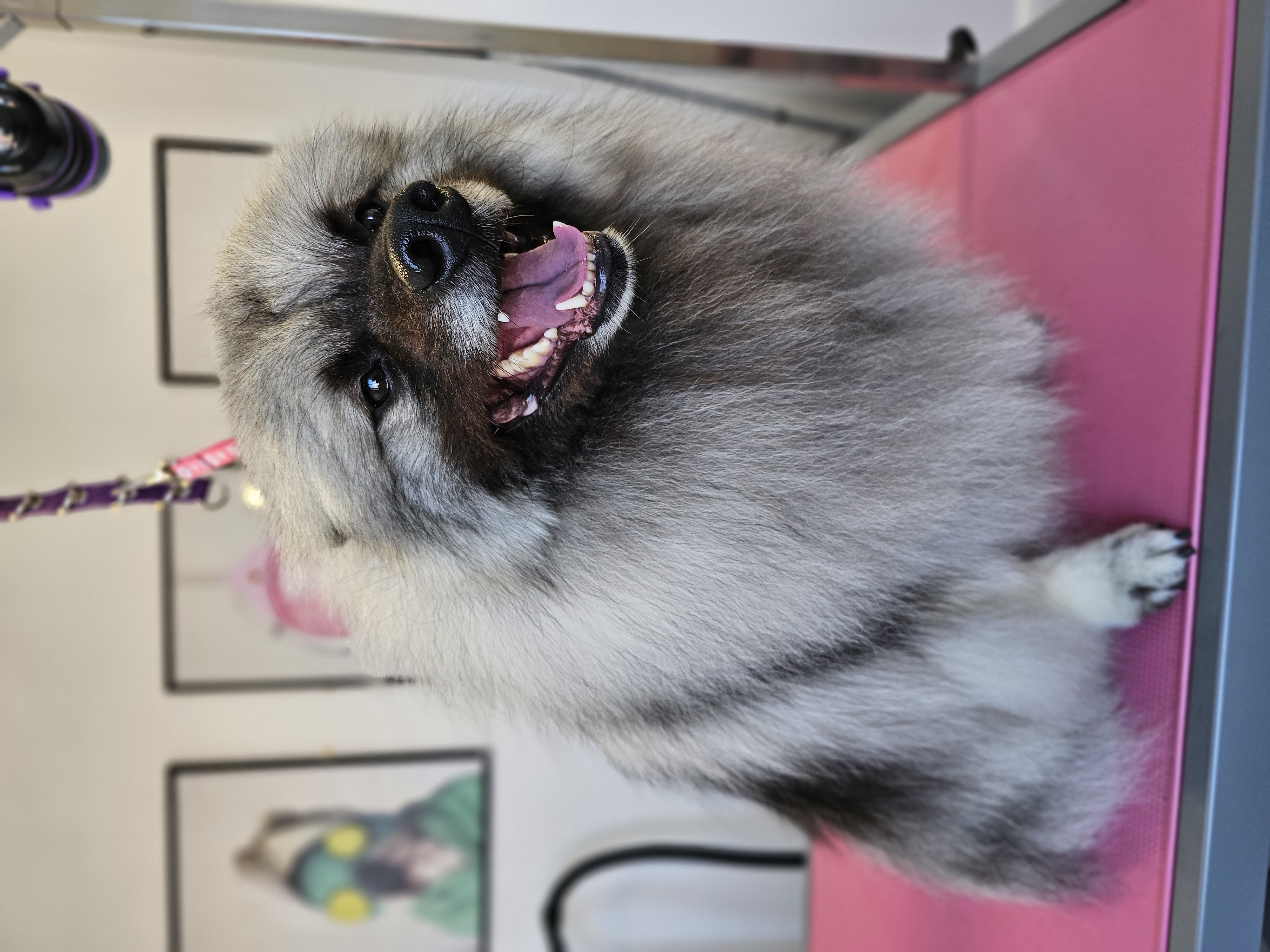 Professional dog grooming result - Dog after grooming