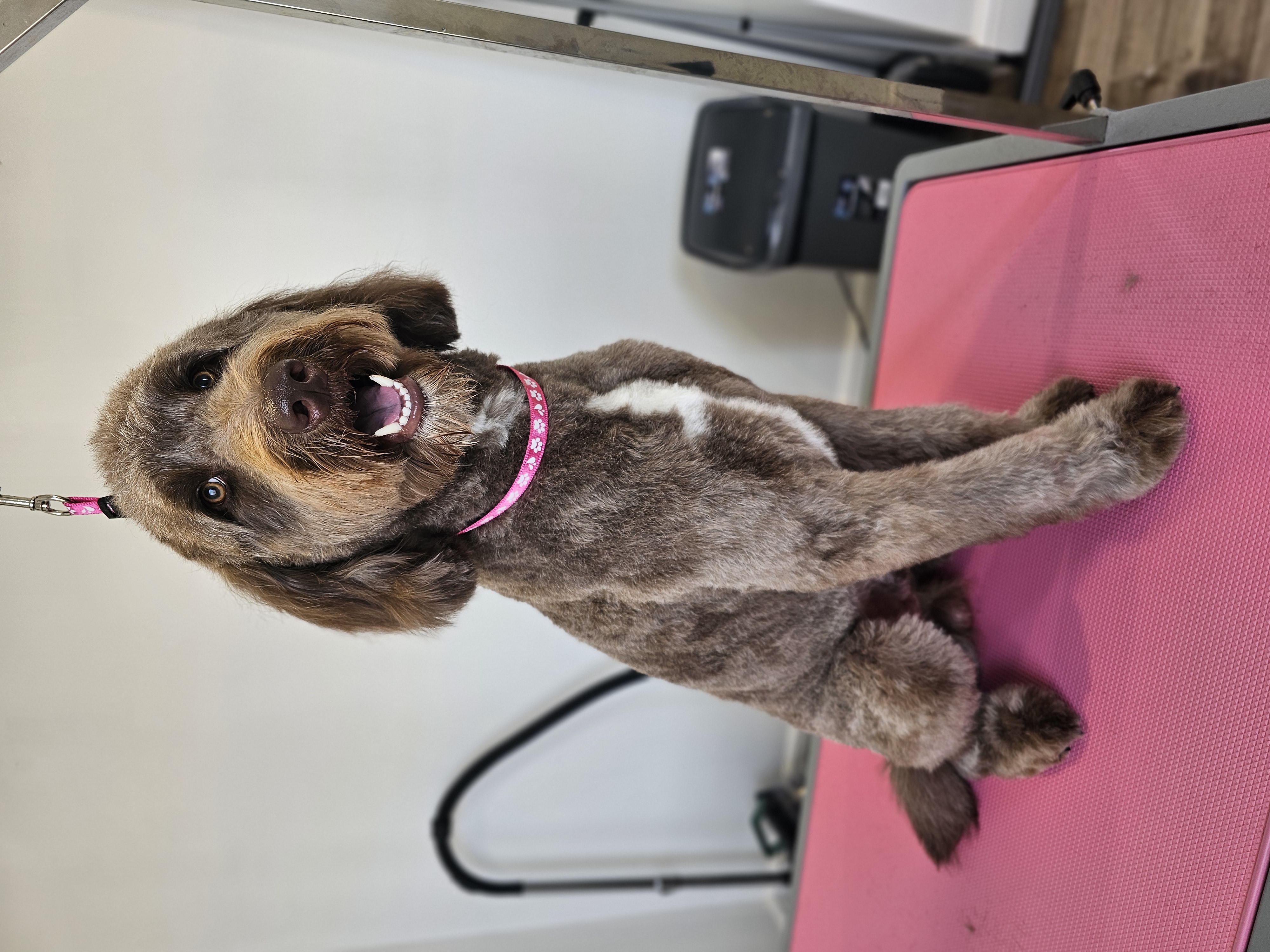 Professional dog grooming result - Dog after grooming