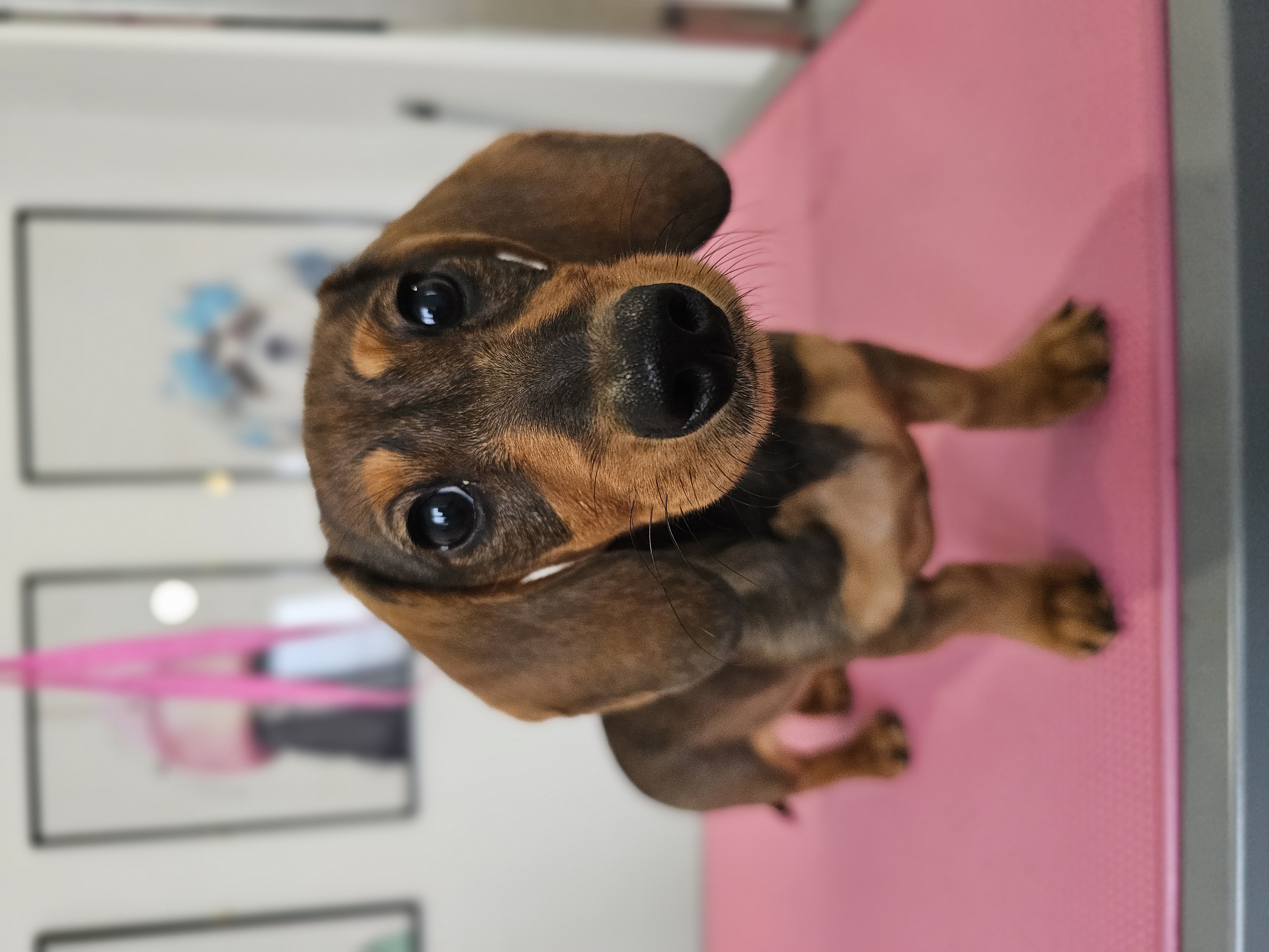 Professional dog grooming result - Dog after grooming