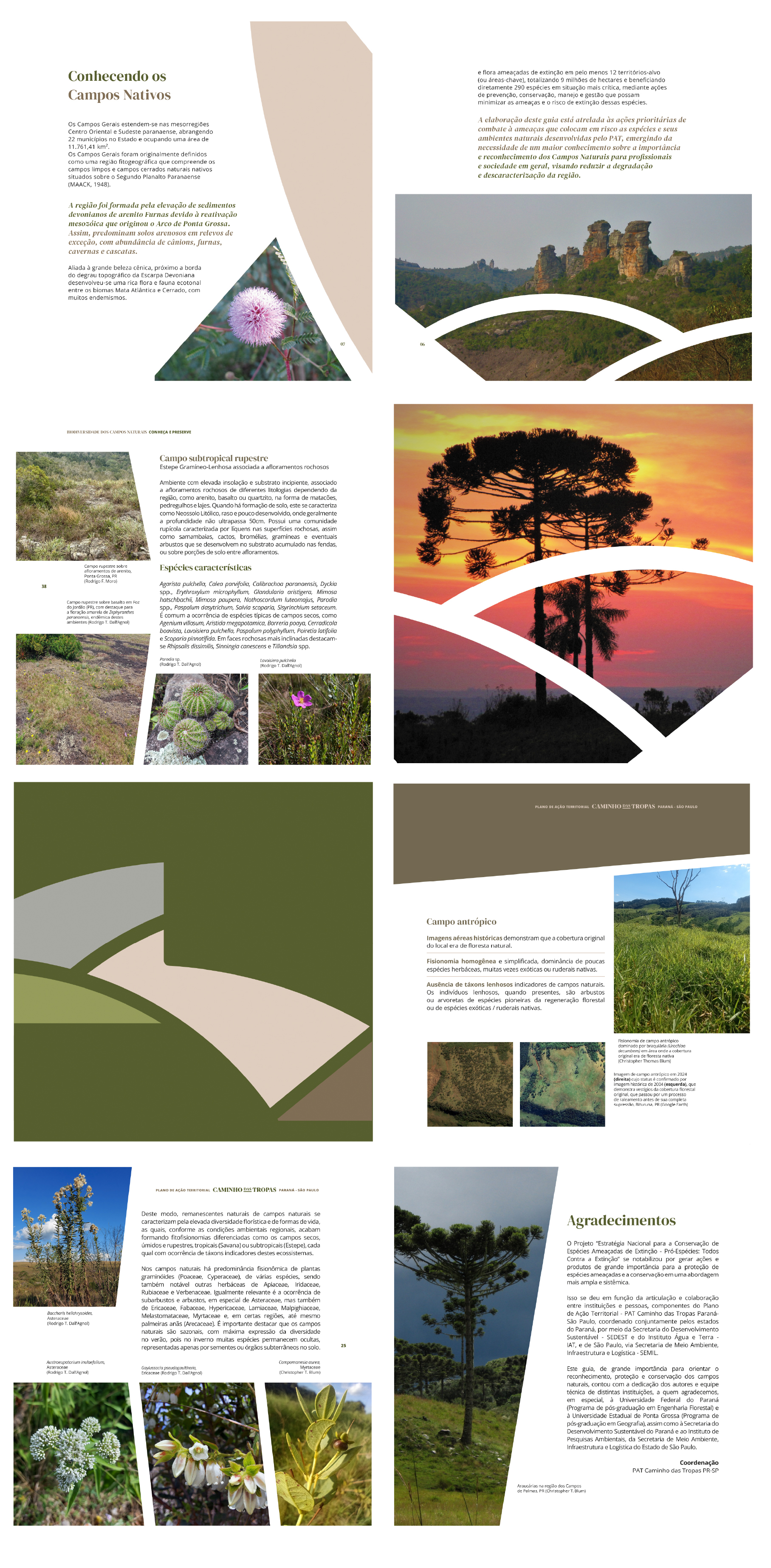 Identidade visual do Plano de Ação Territorial Caminho das Tropas -
Paraná - São Paulo - Imagem 6