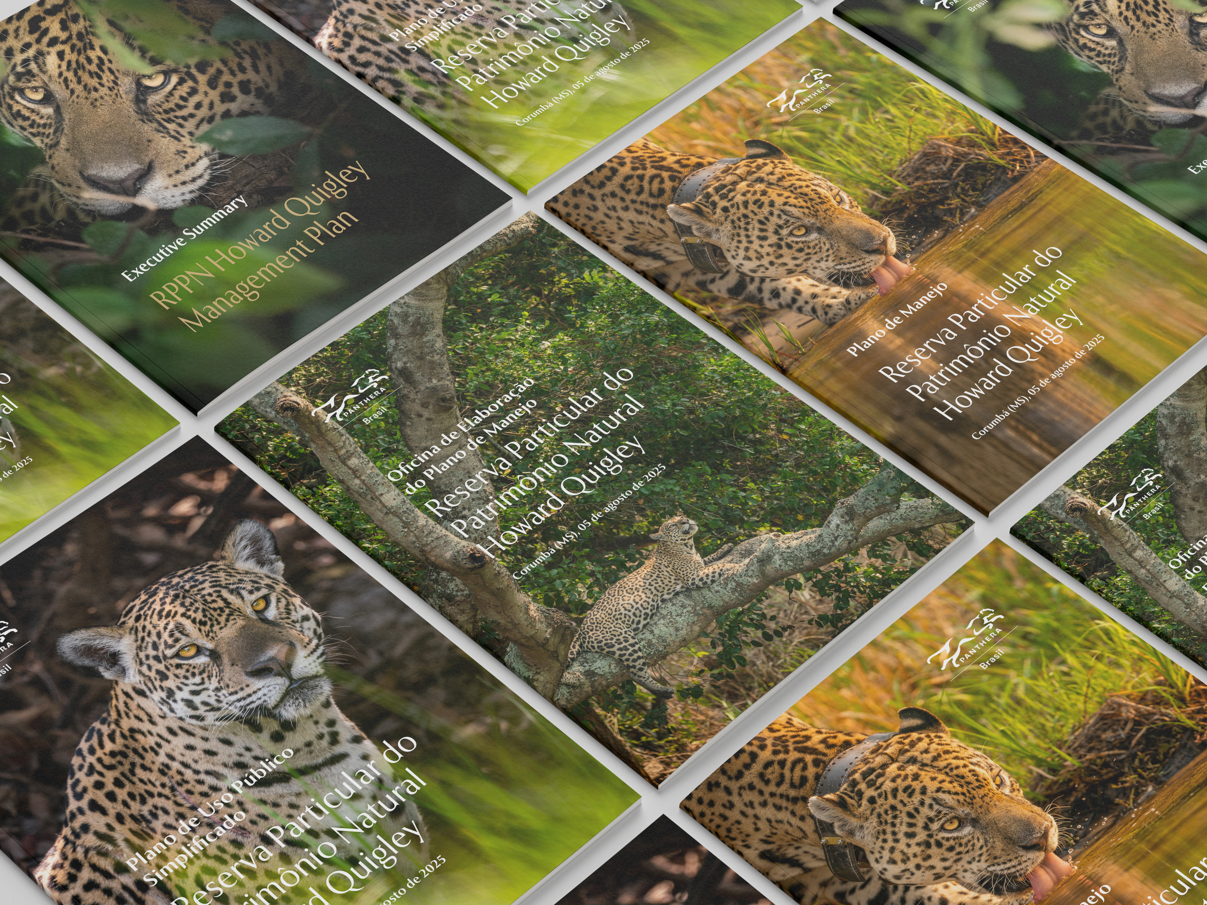Panthera - Imagem 6