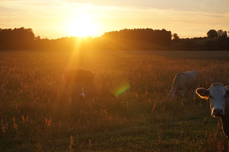 Cows at field at sunset.