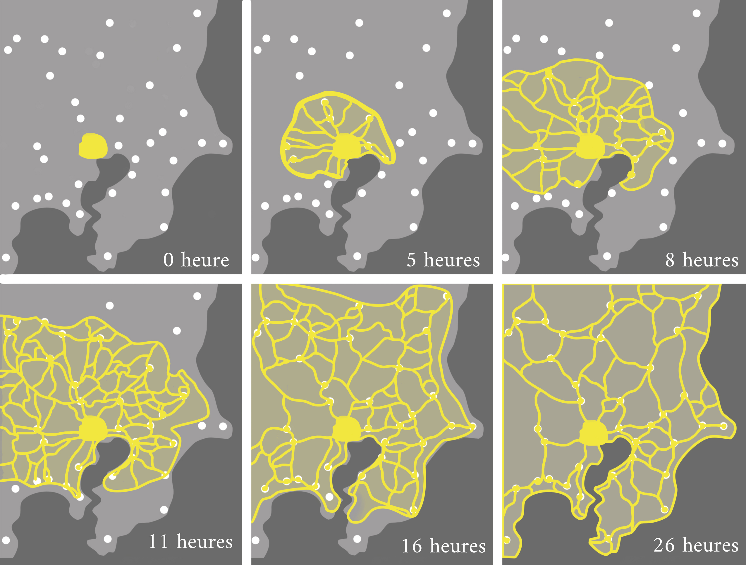 Slimemöglets utbredning som Japans tunnelbanesystem efter 0h, 5h, 8h, 11h, 16h och 26h.