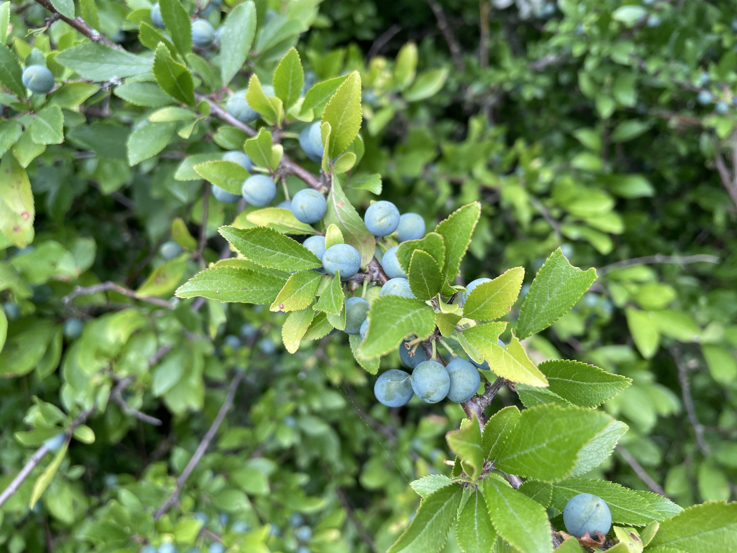 Slångren med bär på