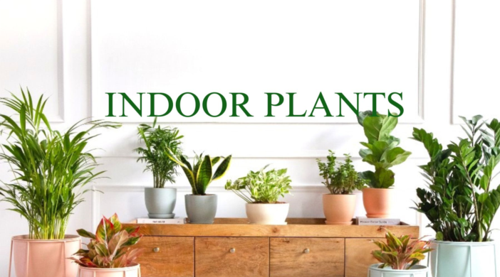 The best Indoor plants for Bangalore climate