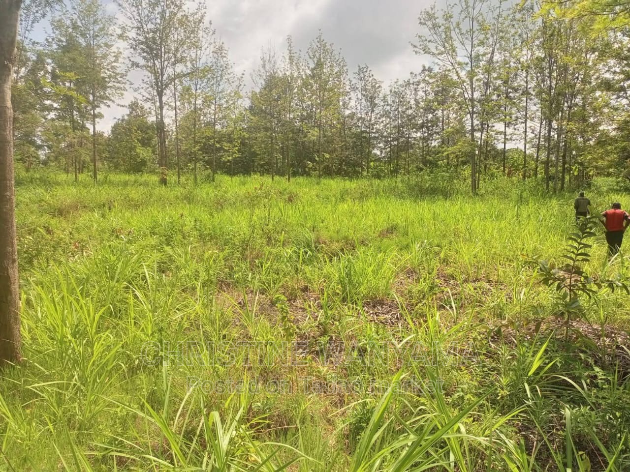 Mixed Land for sale 4