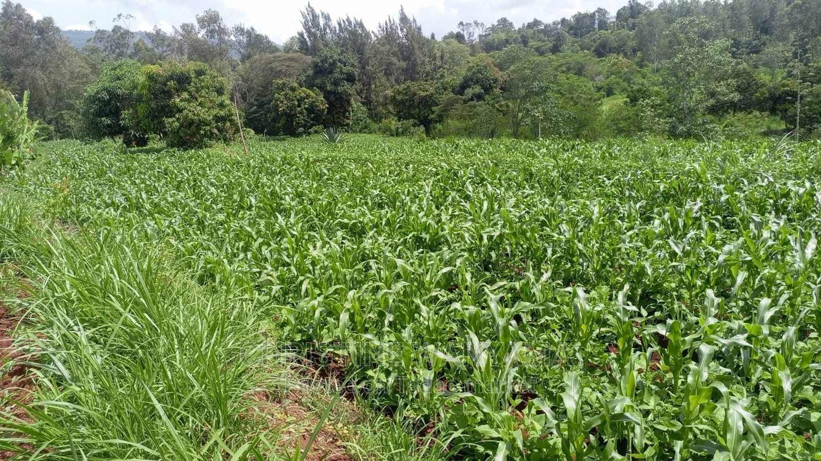 Fertile farm land for sale 2