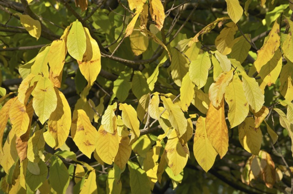 More About Growing PawPaw Trees