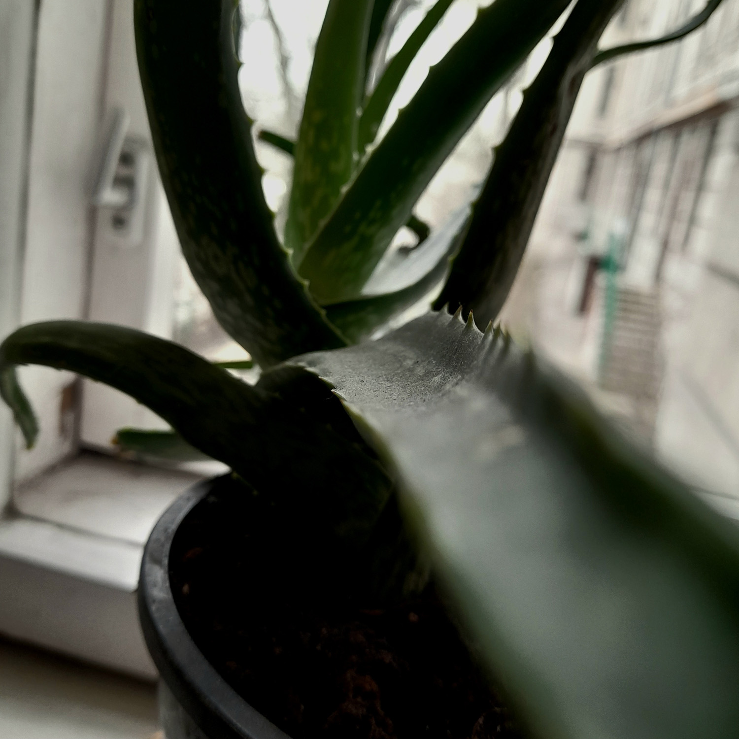 Aloe