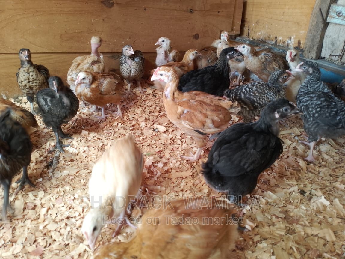 5.5 Weeks Kienyeji chick 2