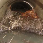 Severely blocked drain pipe filled with tree roots