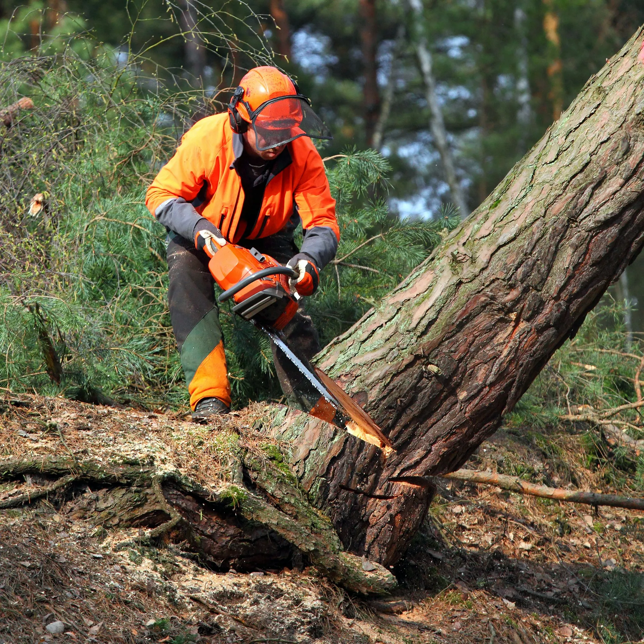 Tree Root Removal In Hythe in Kent