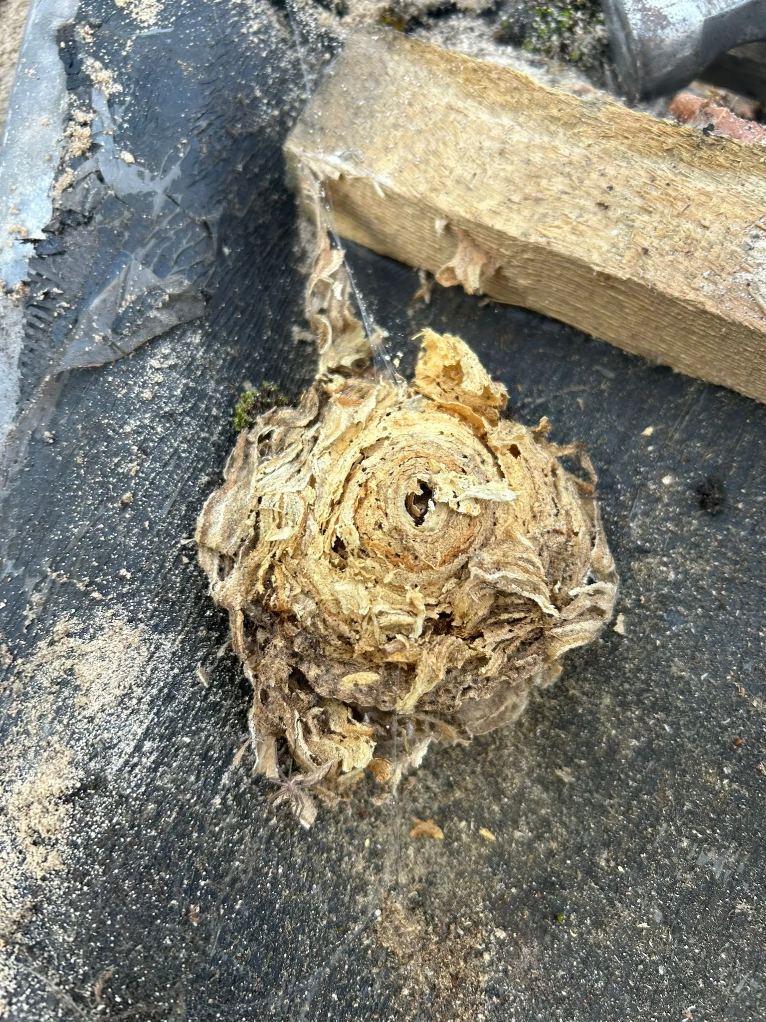 Close-up of a dried wasp nest on a black flat roof membrane with scattered debris and a piece of wood.