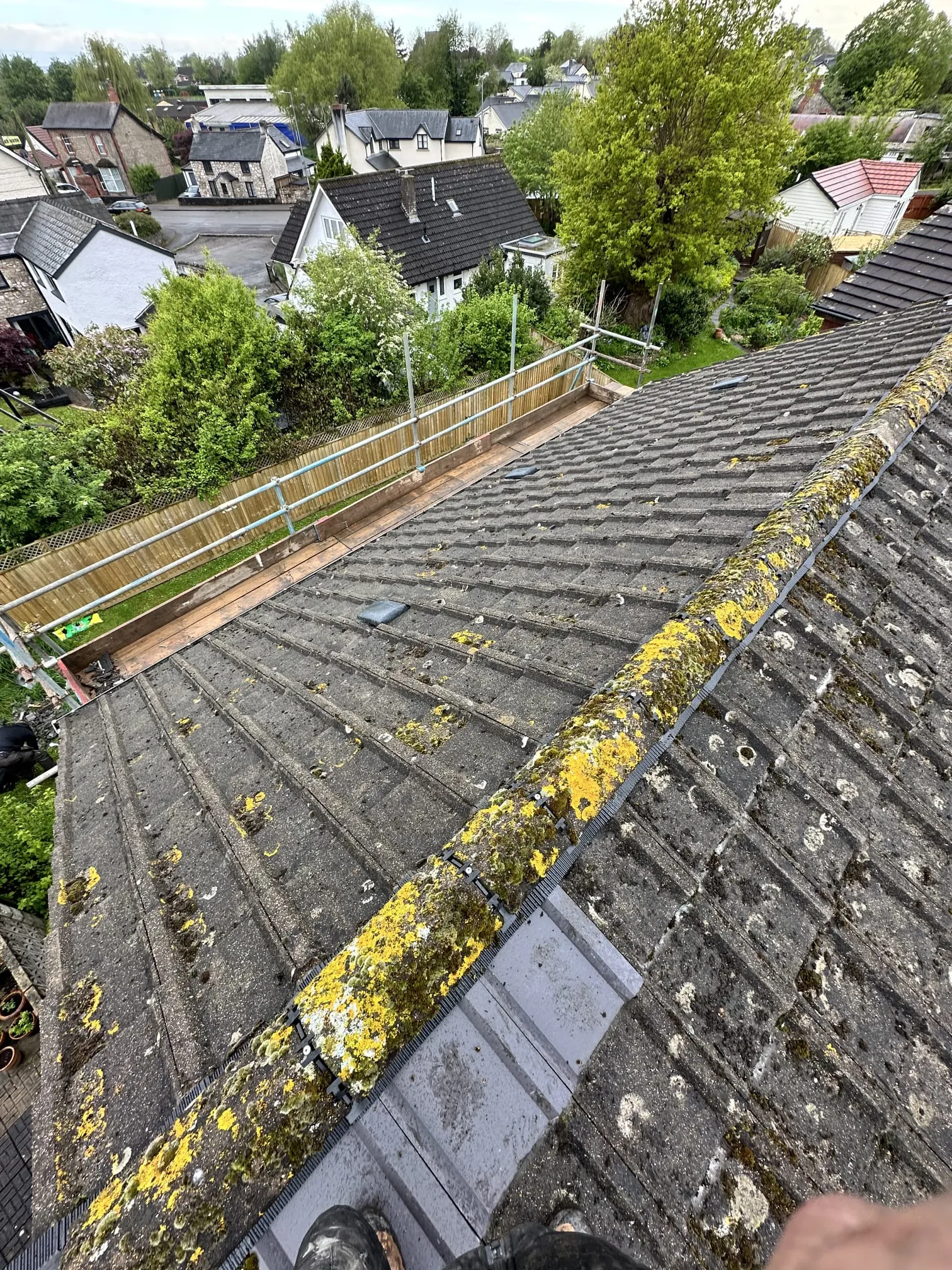 Residential tiled roof covered in extensive moss and lichen, with scaffolding on the side.