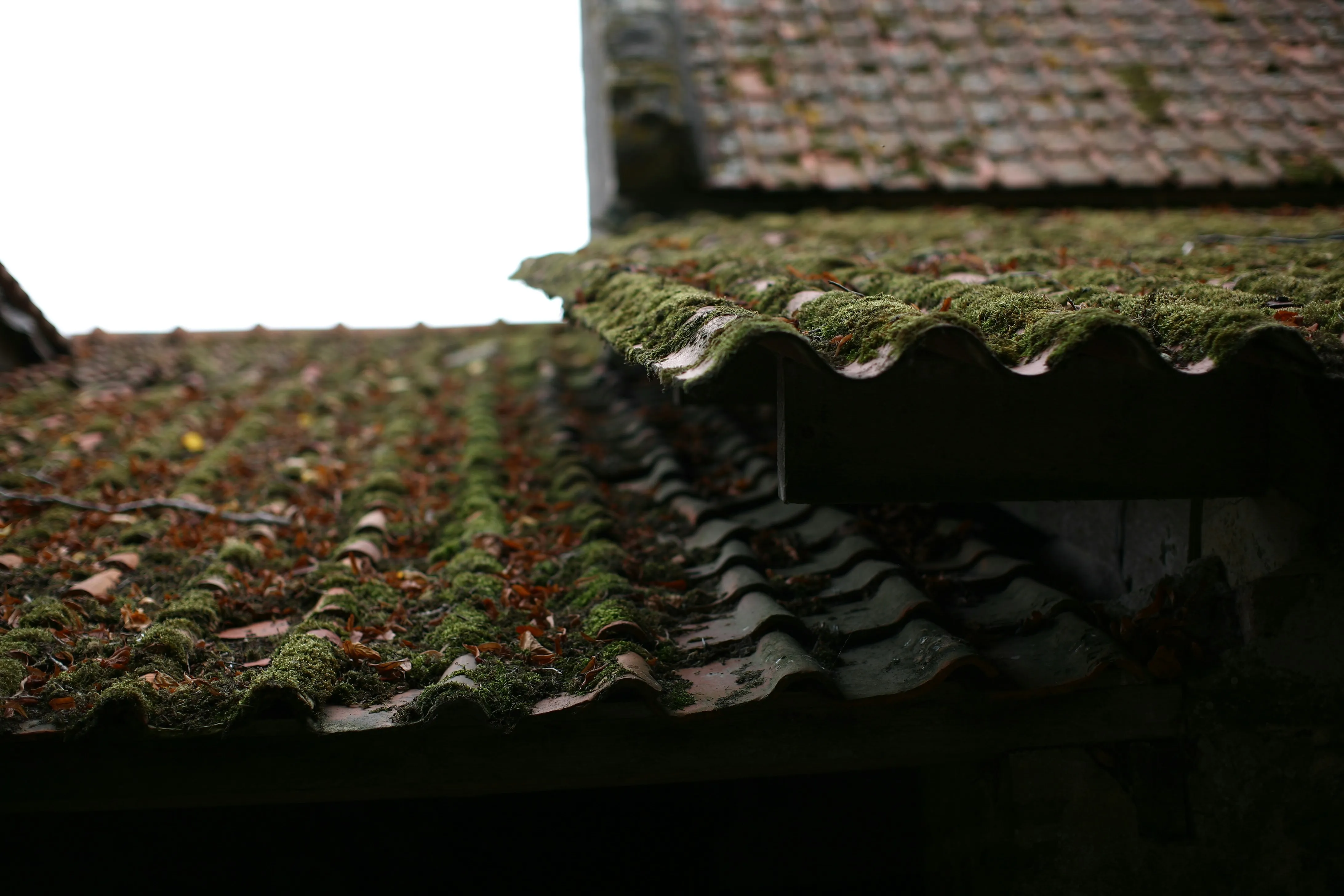 A close-up of a residential tiled roof showing significant moss growth and scattered leaves, indicating a need for professional roof cleaning and maintenance services in Spalding, Lincolnshire.