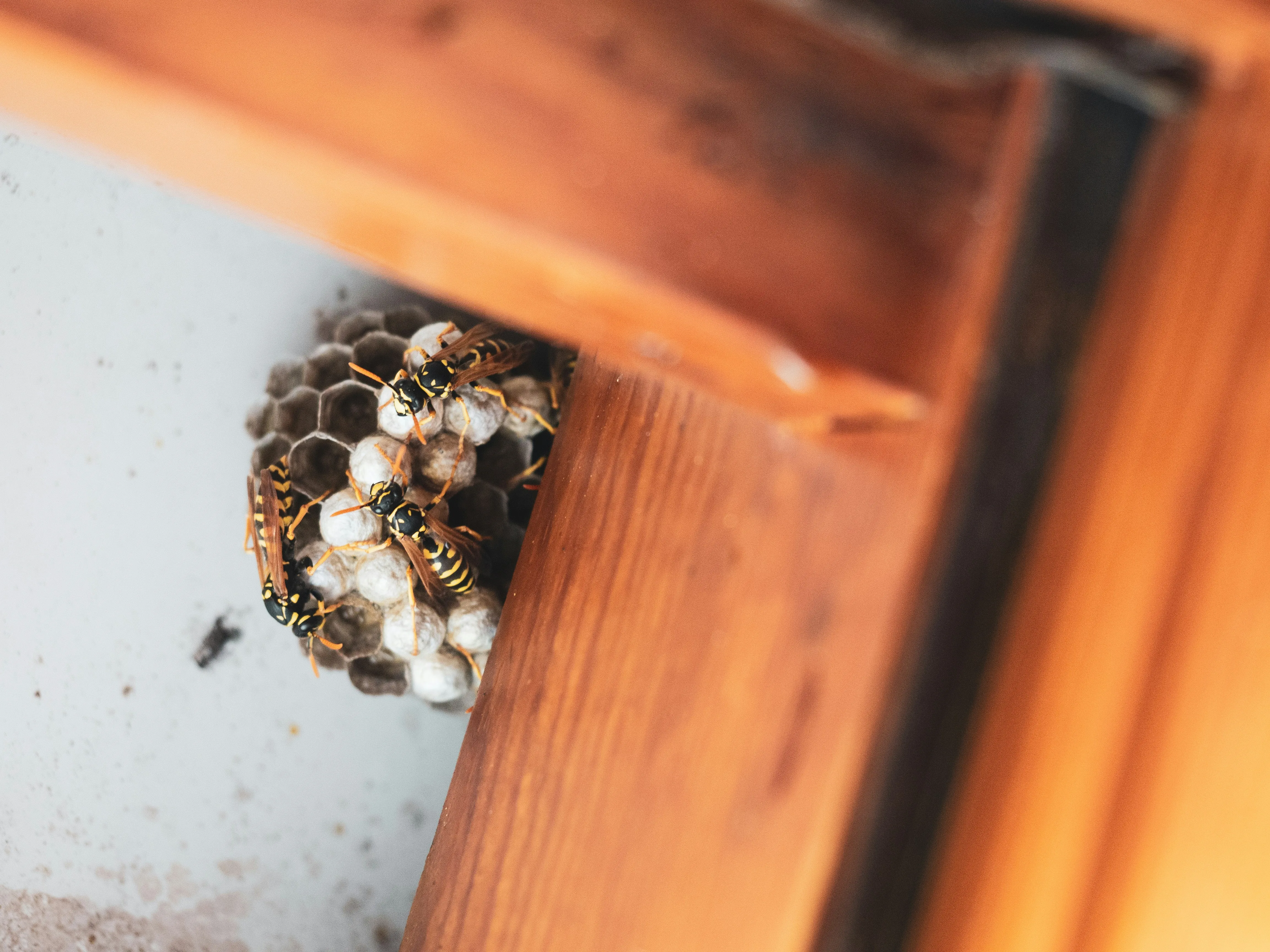 A live wasp nest with adult wasps visible on its comb, typically found in a loft or outdoor structure, indicating a need for professional wasp nest removal.
