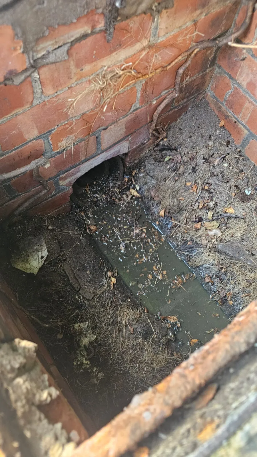 Blocked outdoor drain showing standing water, debris, and tree root ingress.