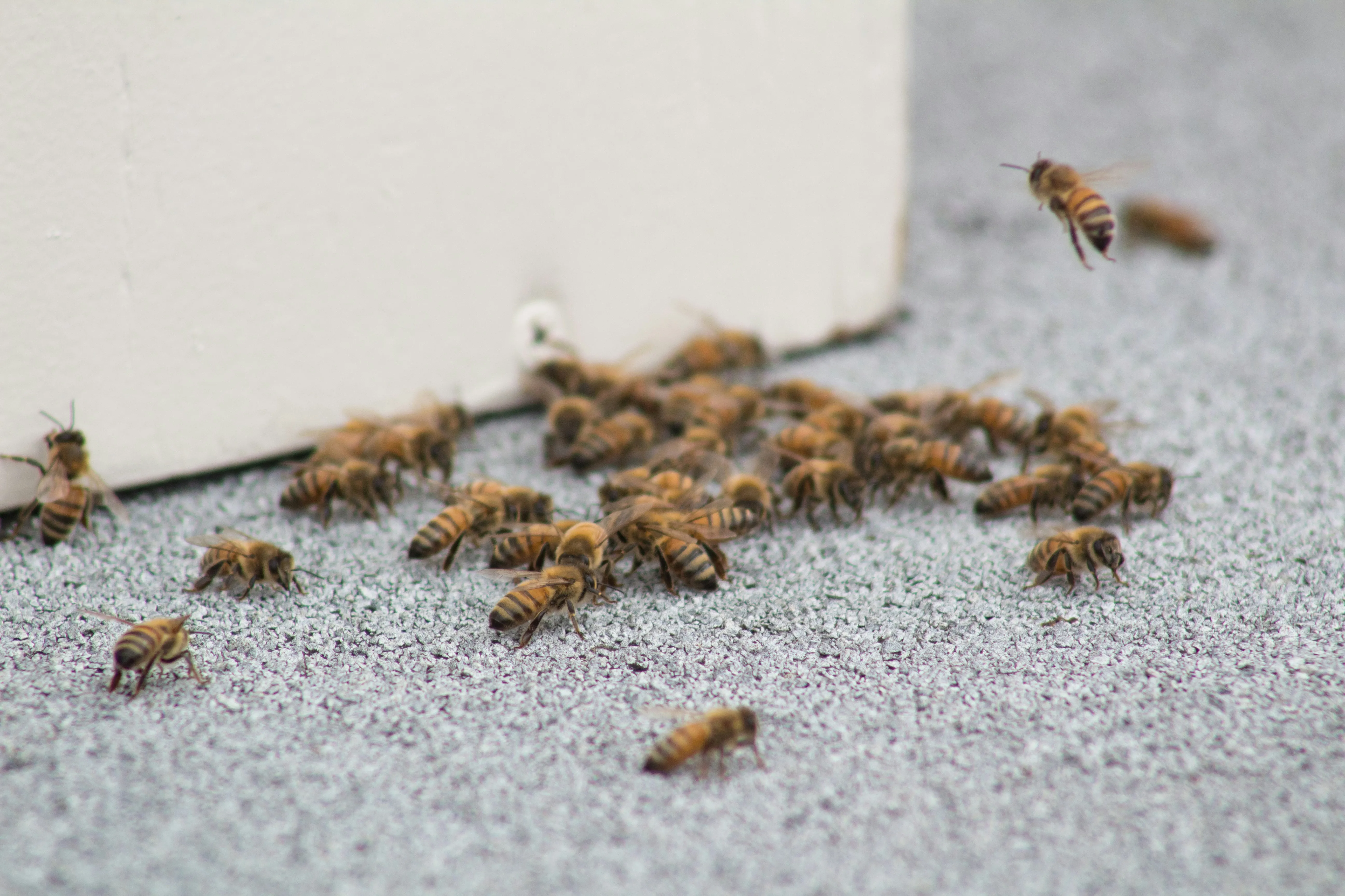 Honeybees on a surface near a building, illustrating a bee swarm or a large bee presence.