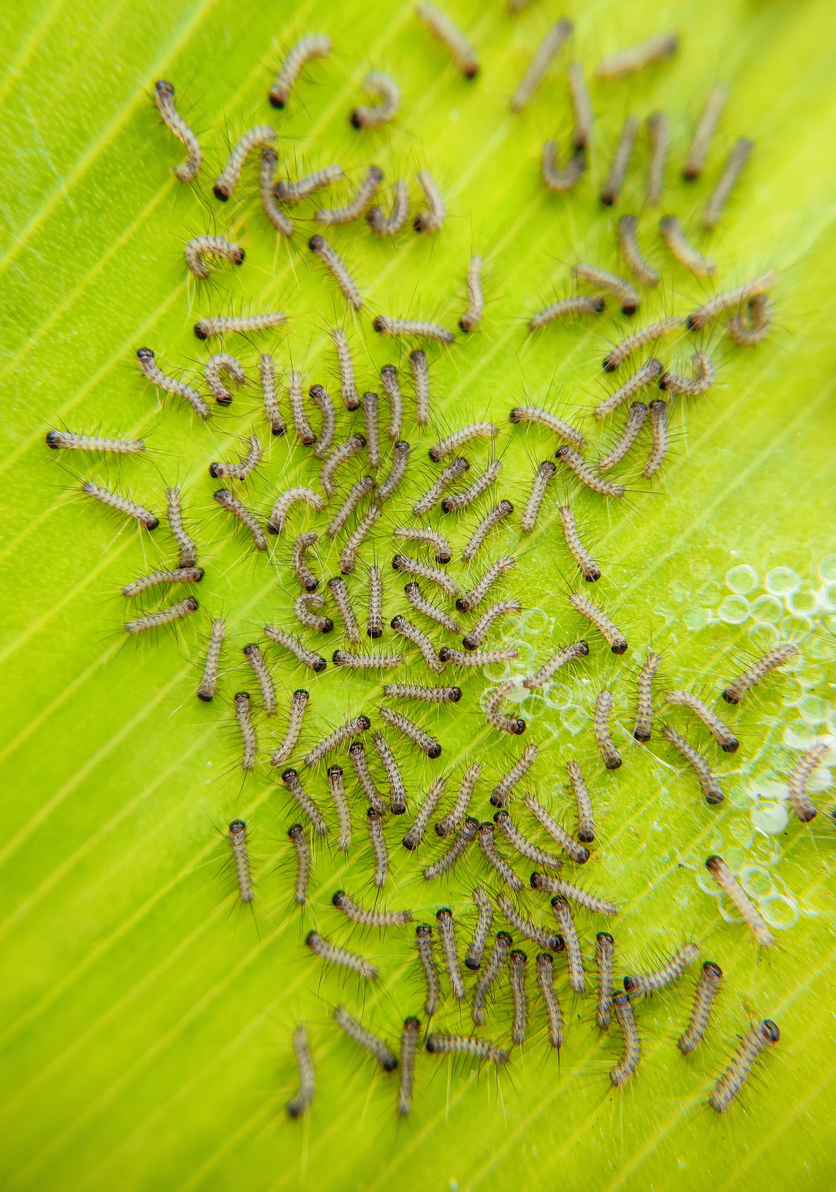 Close-up of a cluster of small, light-coloured, hairy caterpillars on a bright green leaf.