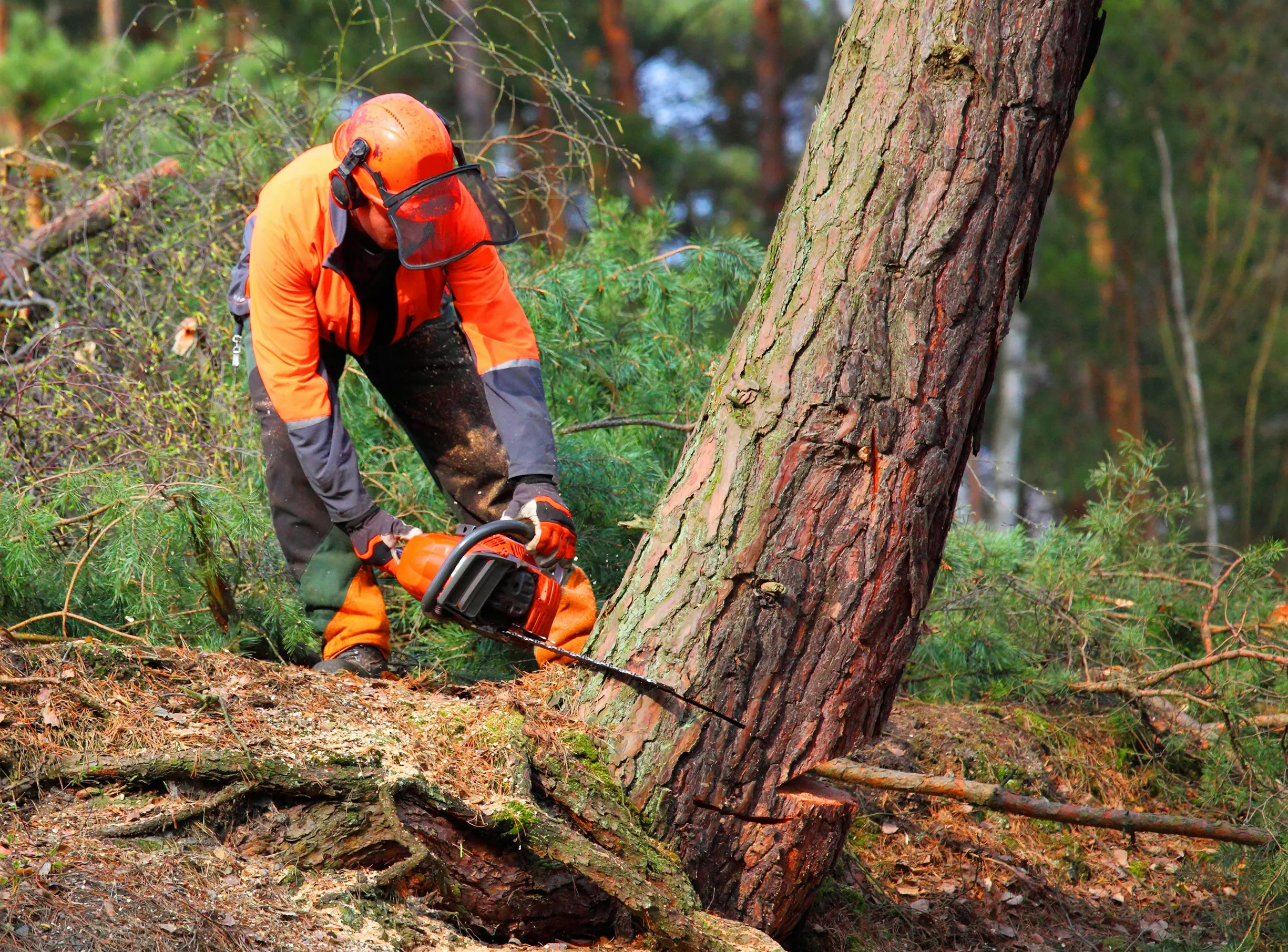 Tree Root Removal In Hythe in Kent