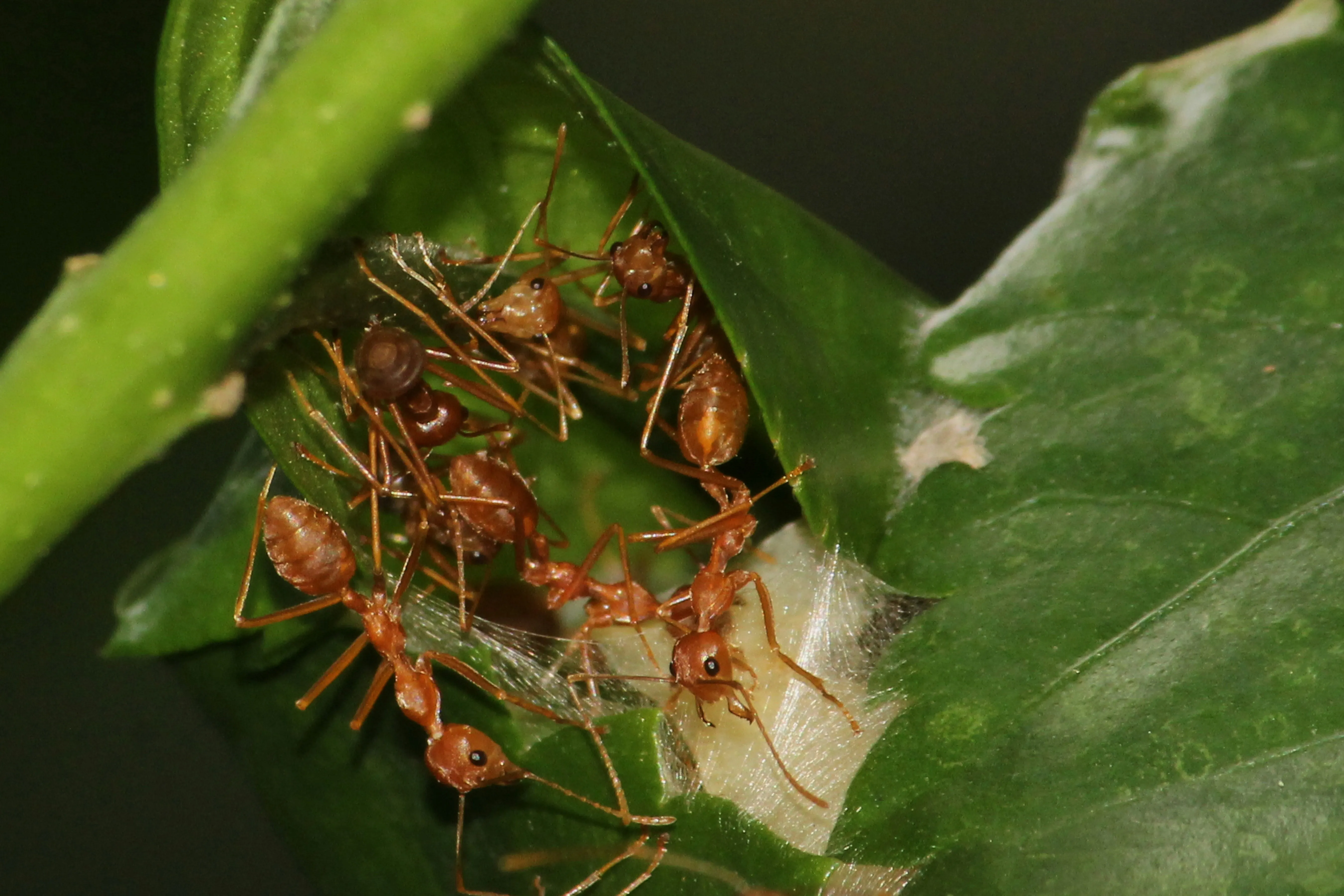 Weaver ants actively building a nest on green leaves, illustrating a common type of ant infestation.