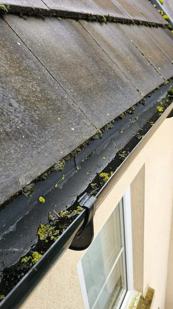 A blocked gutter full of moss and debris below a tiled roof