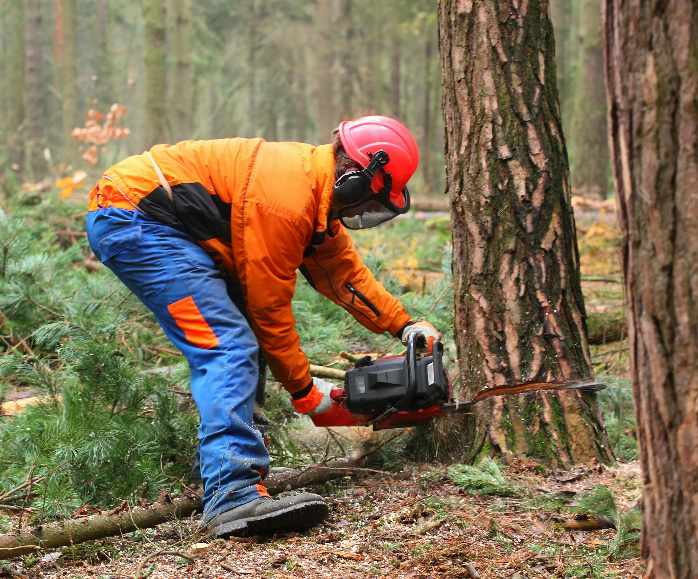 A person using a chainsaw to cut a tree root.