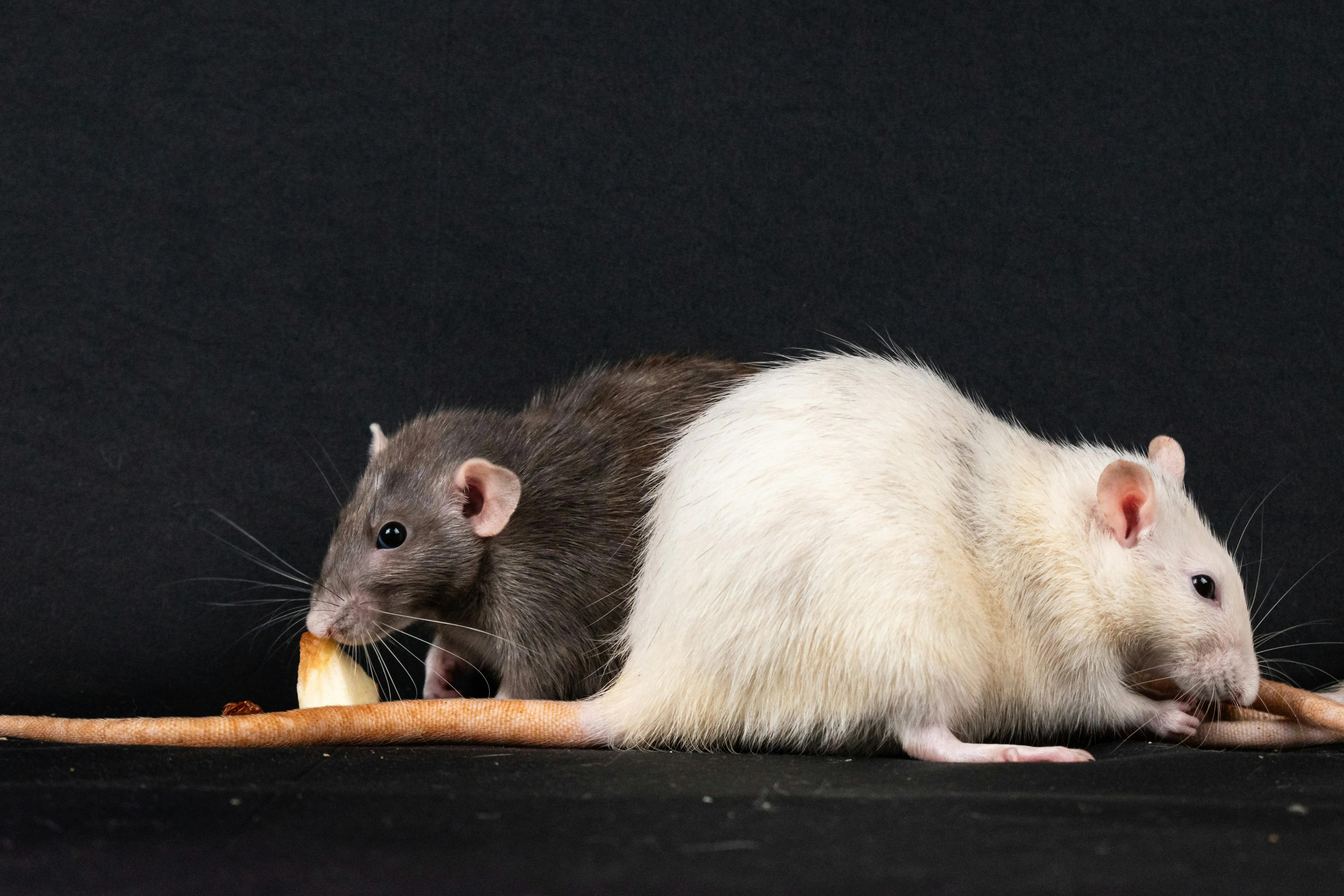 Rats, a common sign of infestation that requires professional pest control.
