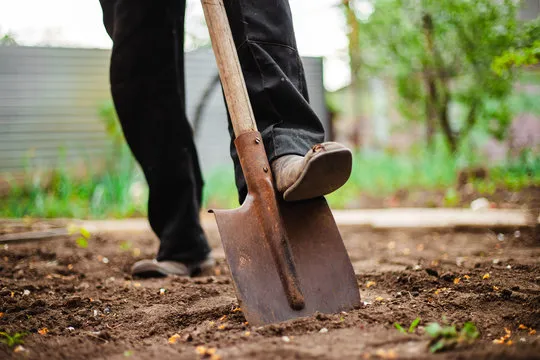 A picture of a foot on a shovel, digging into soil.