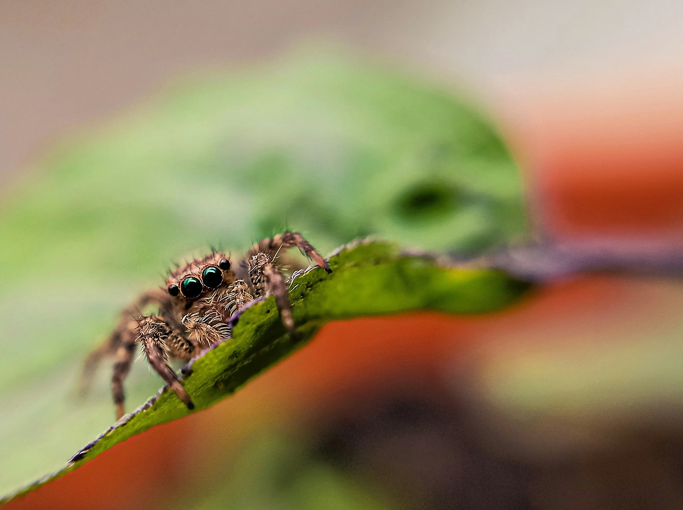 Close-up of a brown spider with prominent green eyes on a green leaf, depicting a common pest requiring professional spider control.
