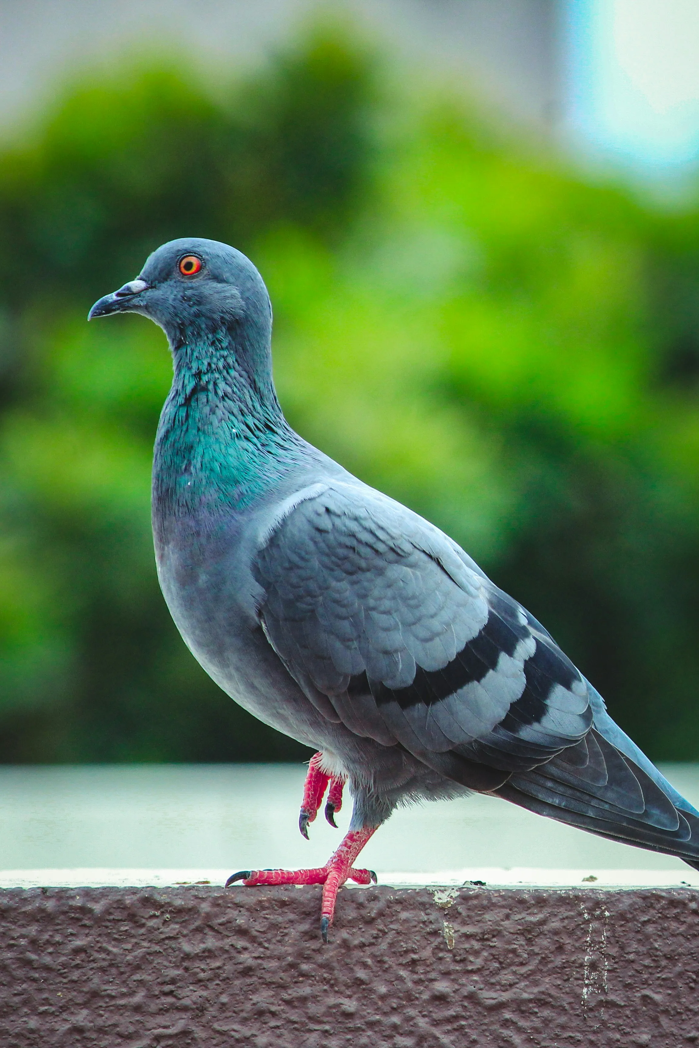 A grey pigeon standing on a wall, a common pest bird addressed by Moorlander Pest Control