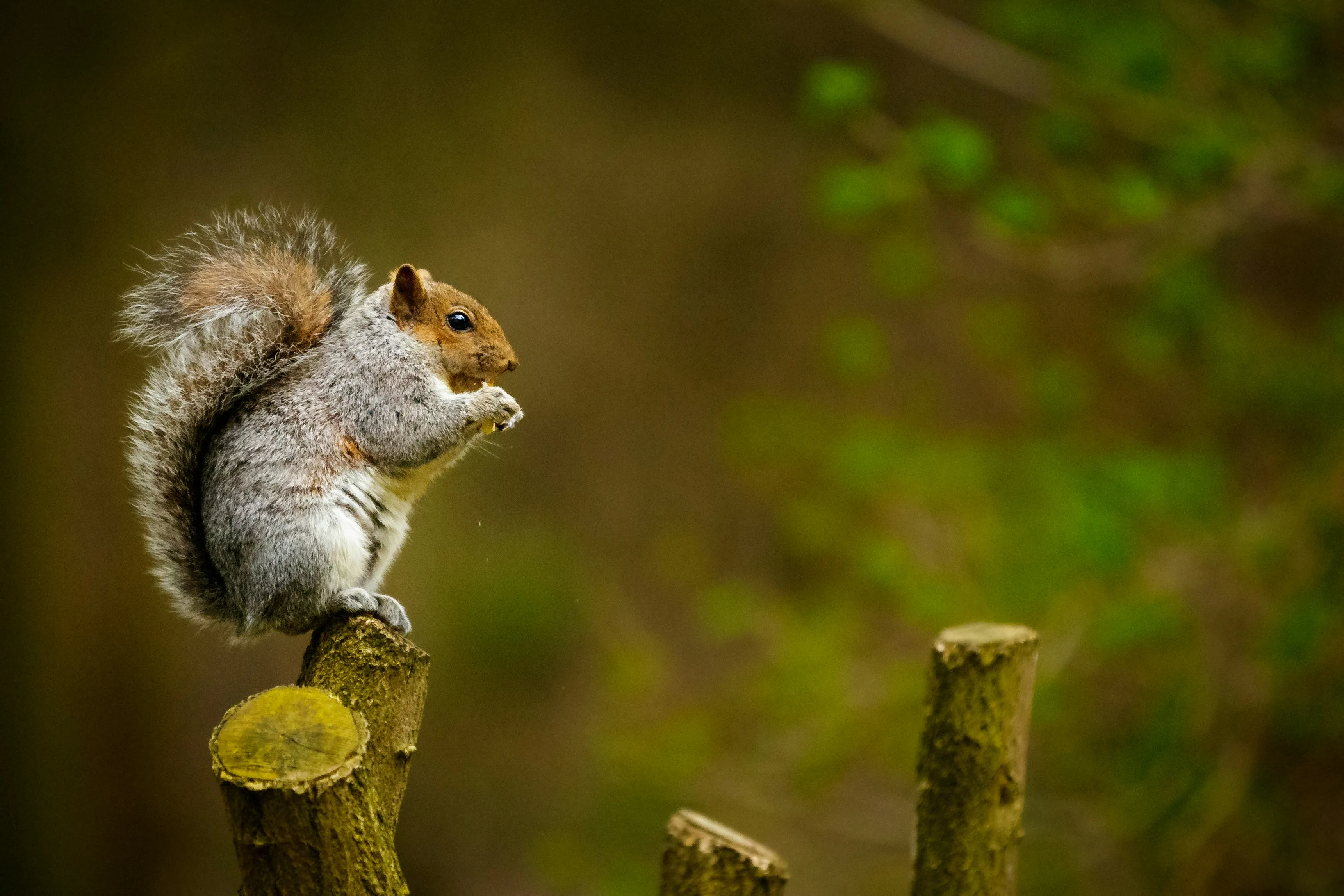 A grey squirrel with fluffy tail sitting on a mossy tree stump, eating a nut