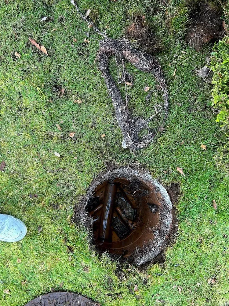 Removed tree roots next to an open drain manhole in a garden
