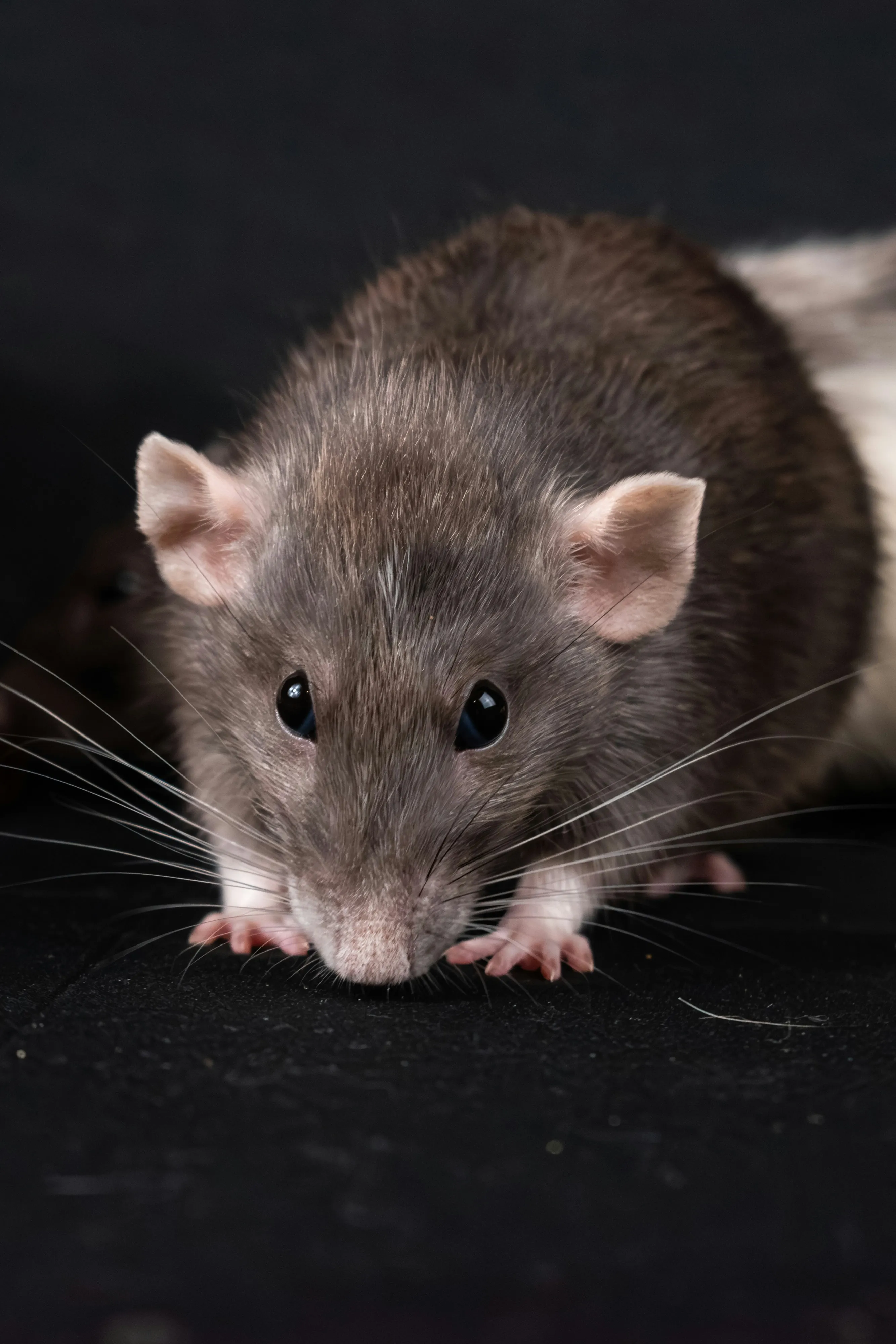 Close-up image of a grey and white rat, commonly found as a pest in homes and businesses.