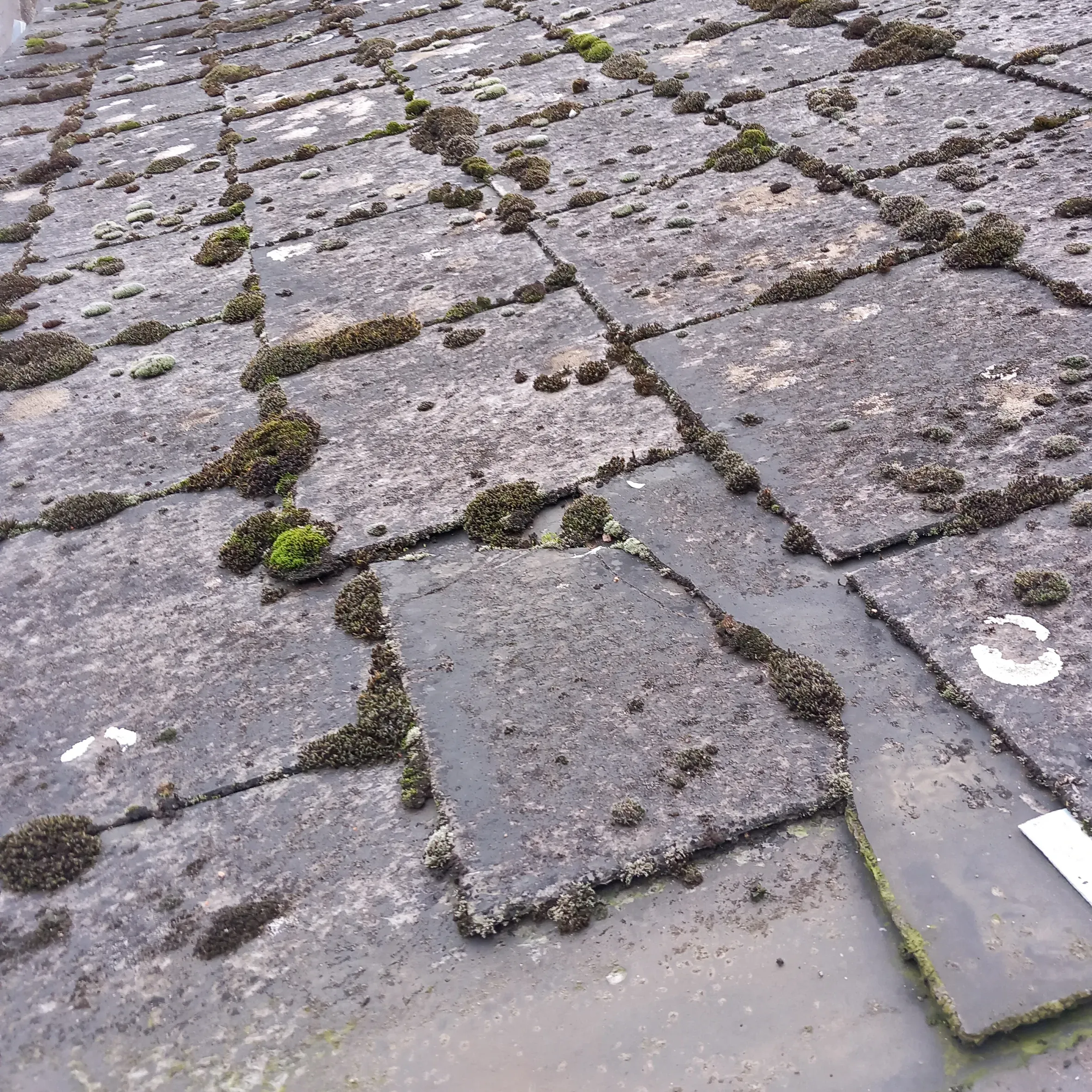 Moss-covered roof tiles in Leicestershire before professional cleaning by 5 Star Roofing Leicester. Showing thick green moss and lichen buildup on a slate or concrete tiled roof, highlighting the need for expert roof cleaning and moss removal to prevent damage.