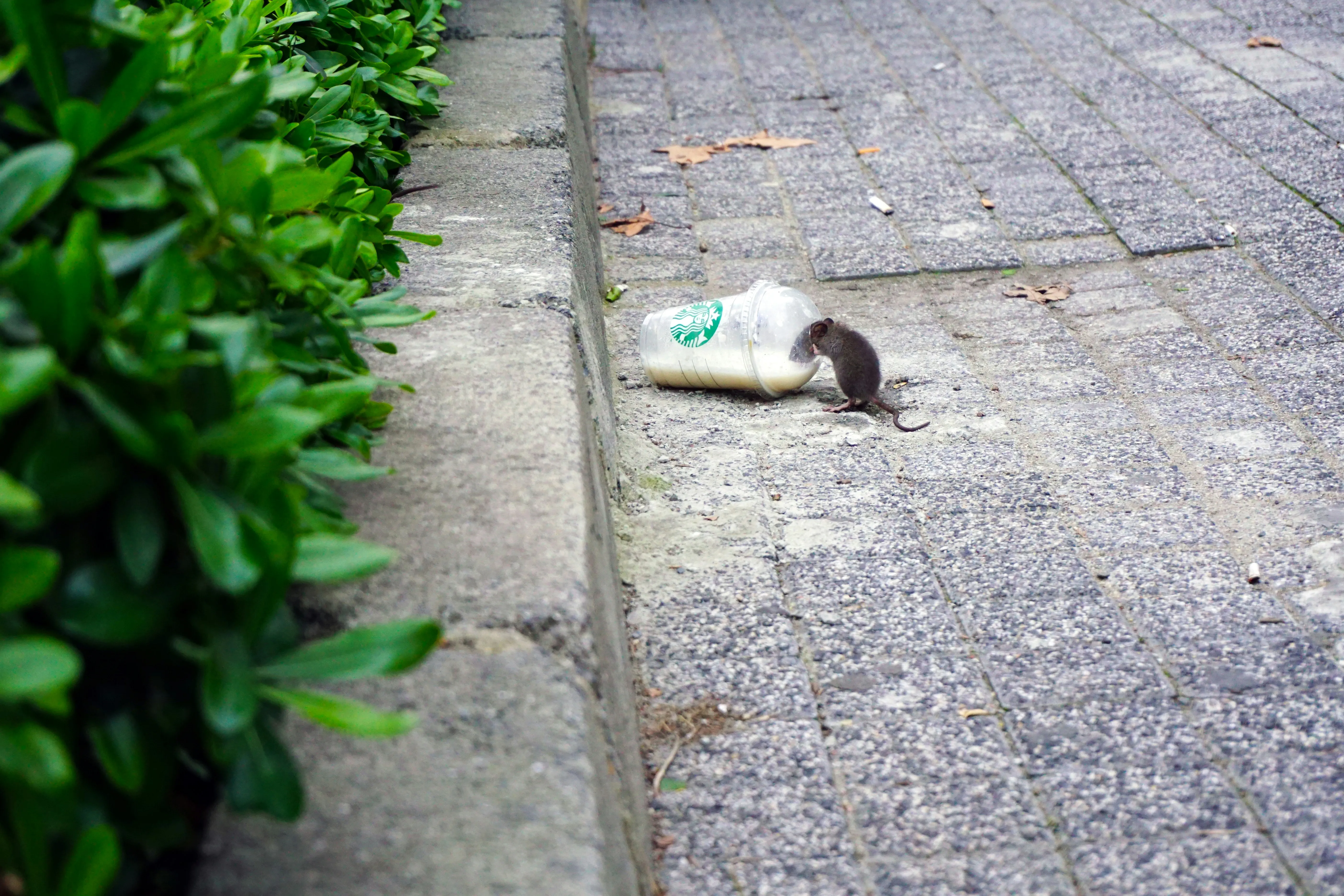 A mouse or rat scavenging from a discarded cup on a street pavement.