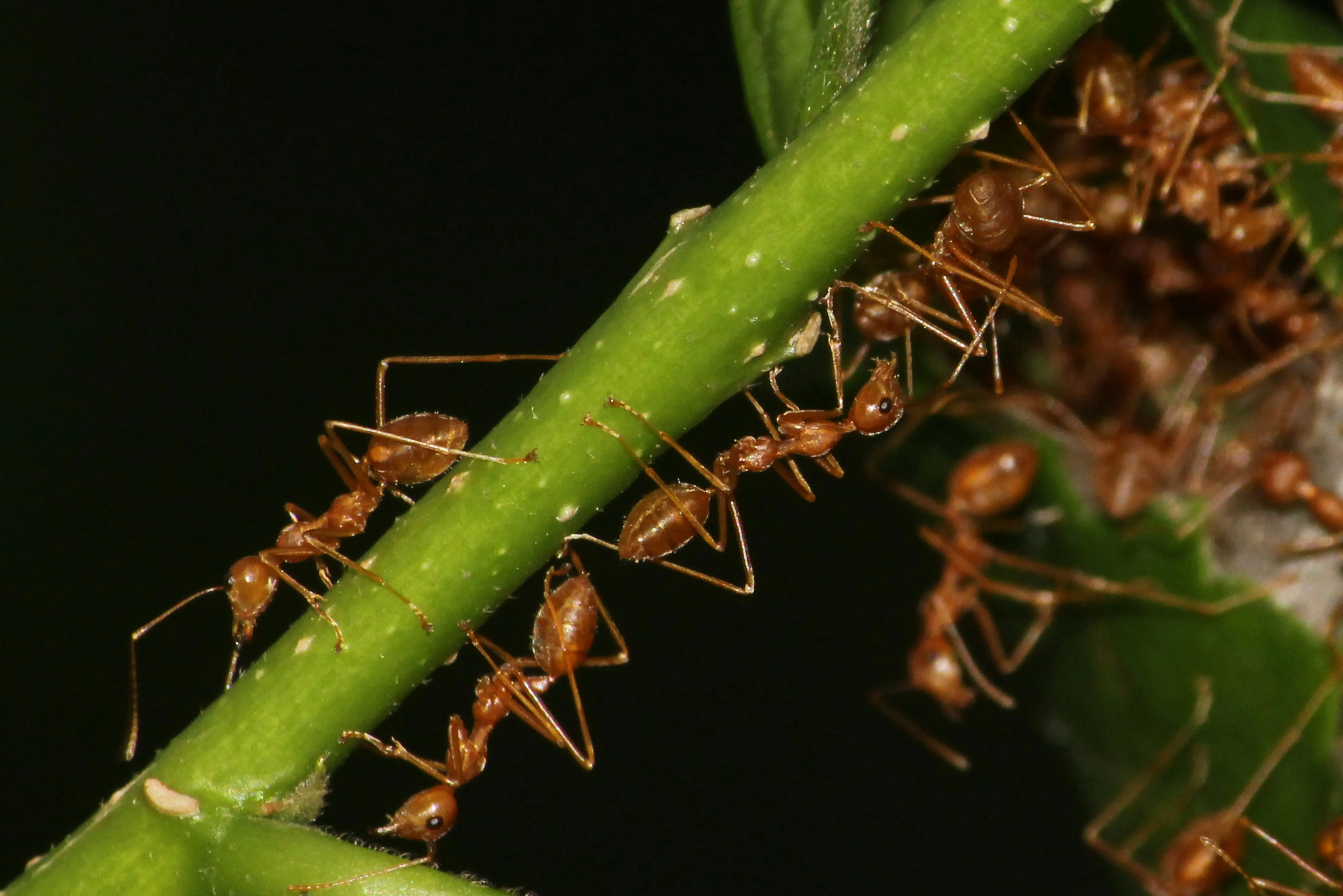 Close-up of red ants crawling on a green plant stem, typical of an ant trail or colony activity.