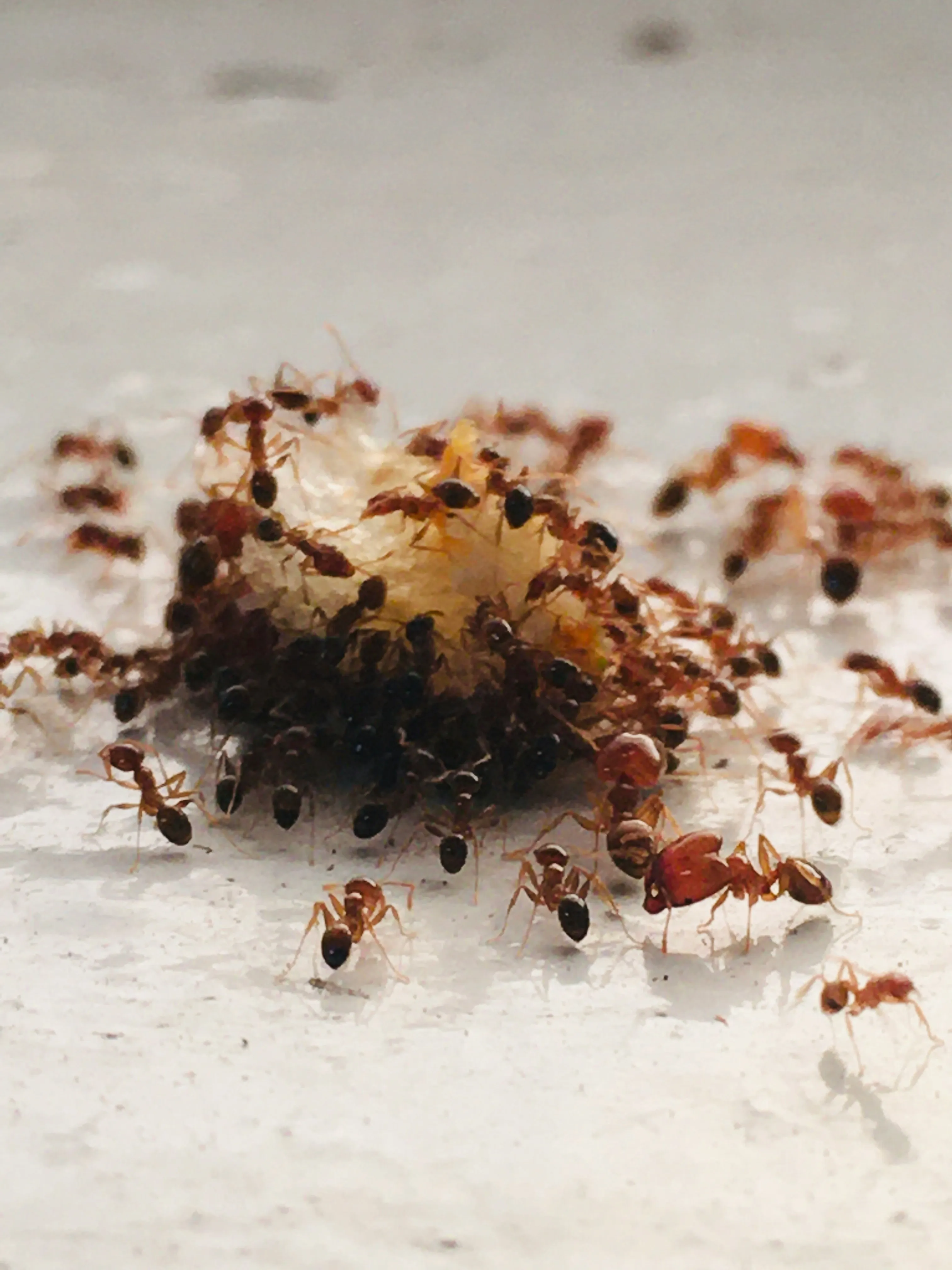 Ants swarming over a food source, a clear sign of an ant infestation requiring professional ant control.