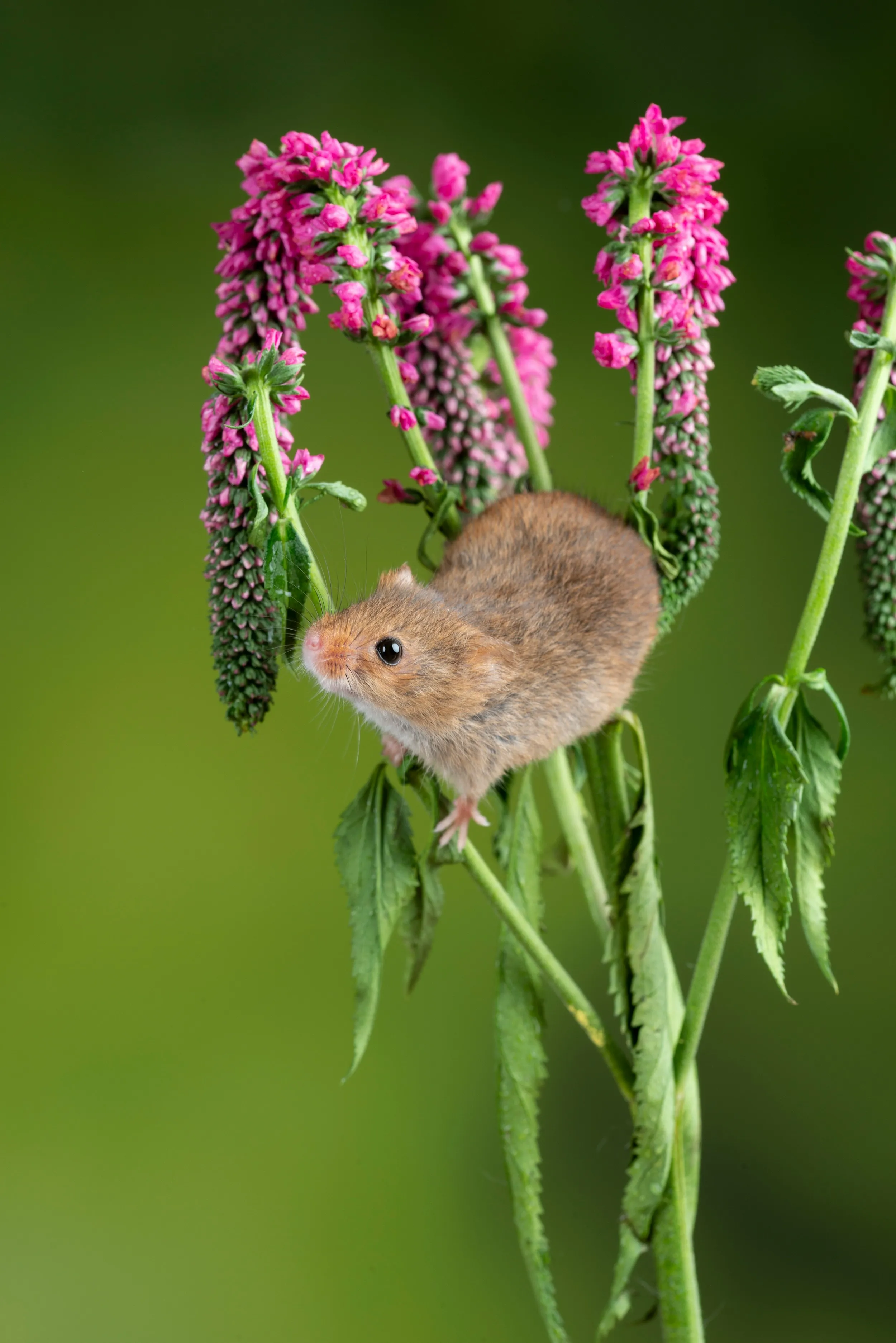 A small harvest mouse clinging to pink flowers