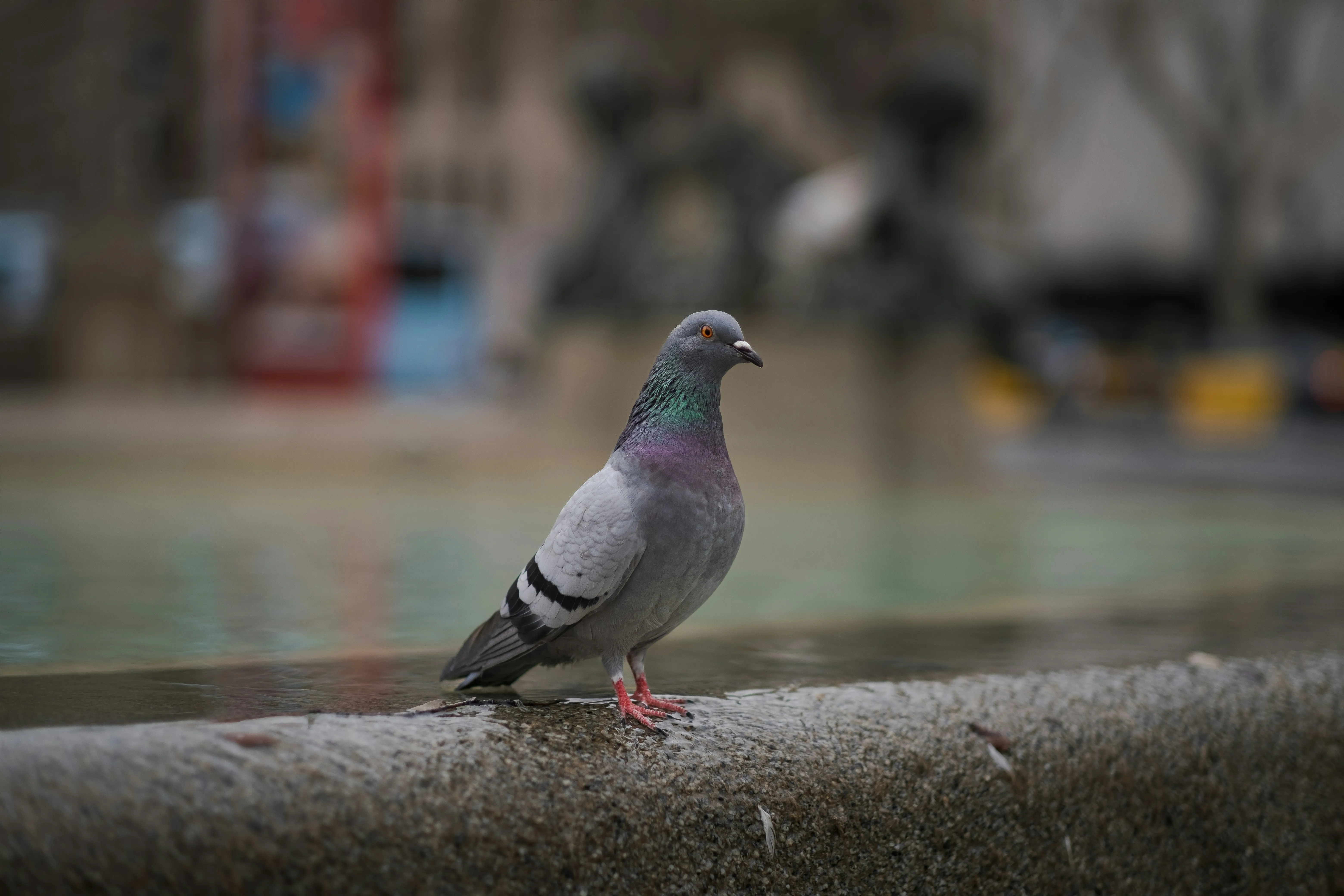 A grey pigeon with iridescent neck feathers stands on a wet concrete ledge, commonly found in urban environments where they can cause issues.