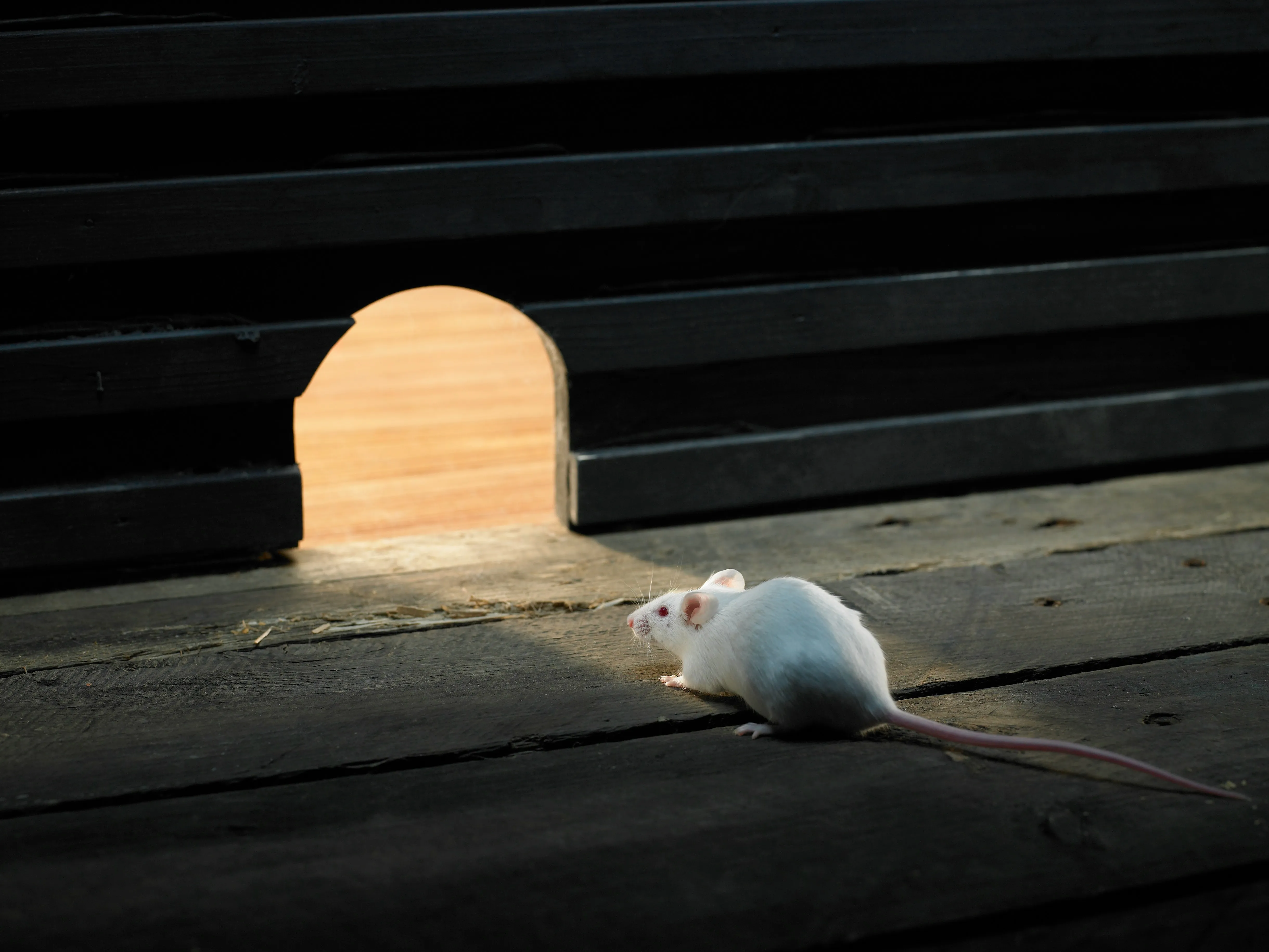 White mouse near a mouse hole on a dark wooden floor, indicating a potential rodent entry point.
