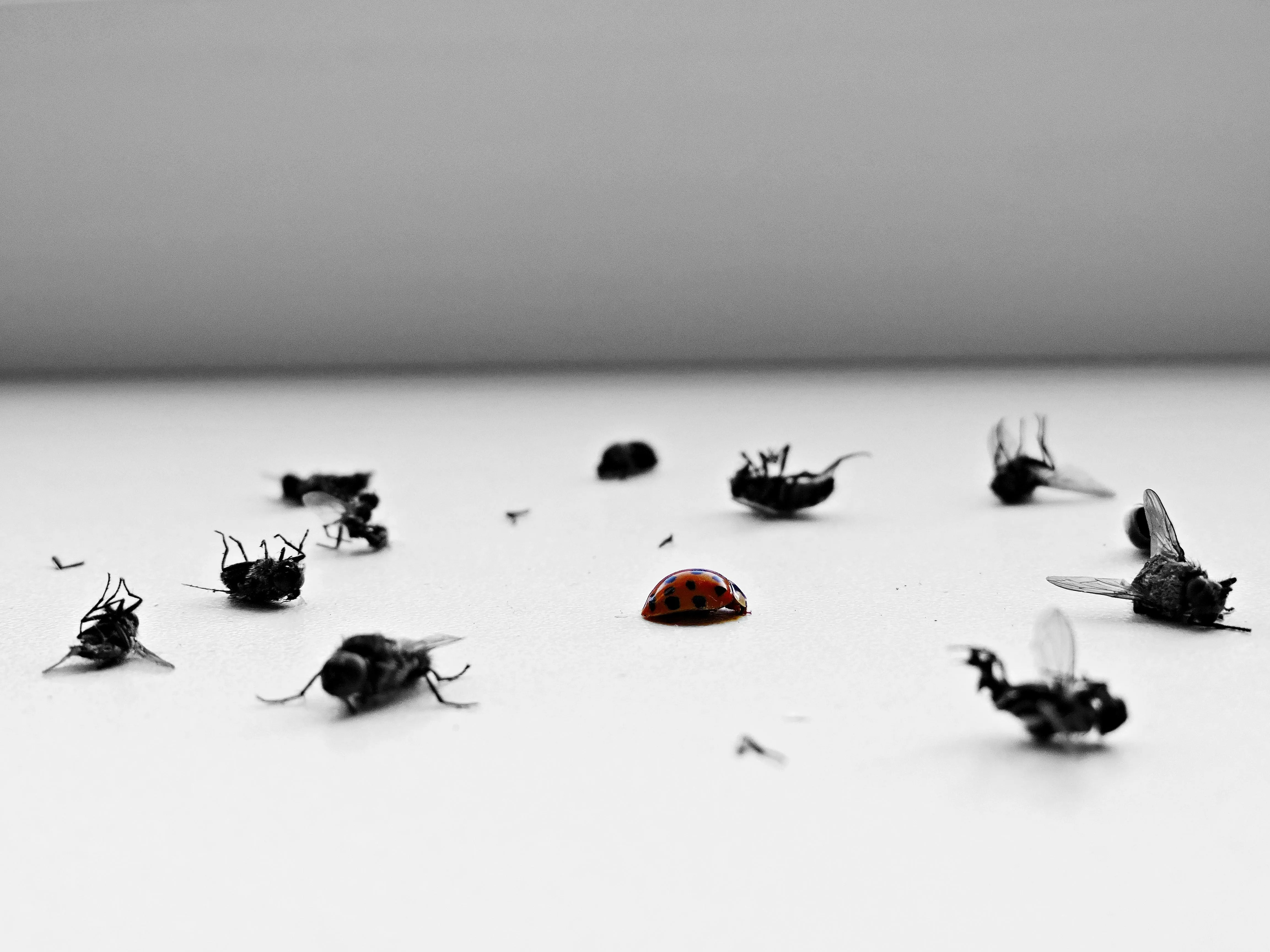 Dead flies scattered on a white surface with a red ladybird, representing successful insect pest control.