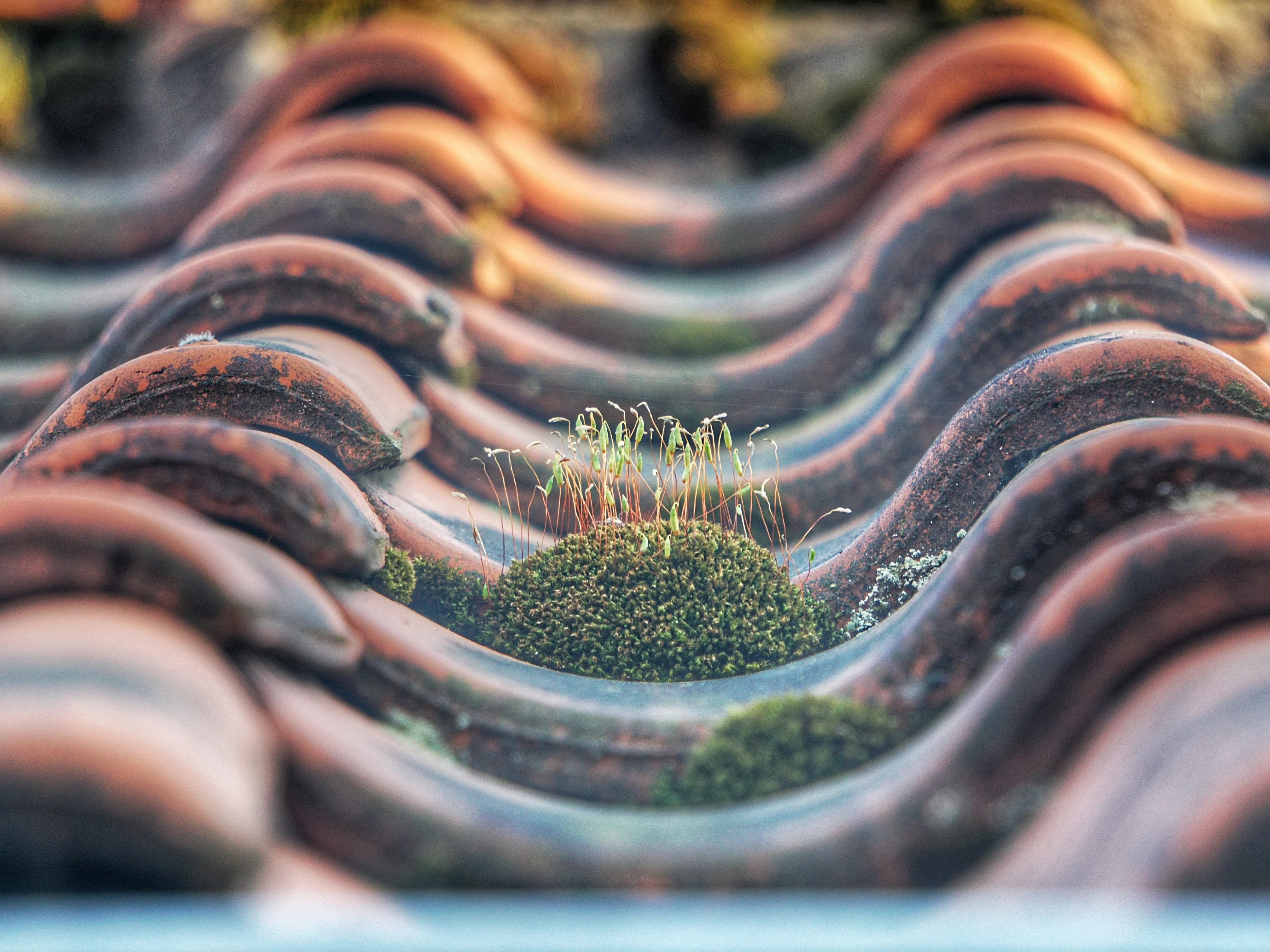 Close-up of terracotta roof tiles with moss and lichen, indicating a need for roof cleaning and maintenance.