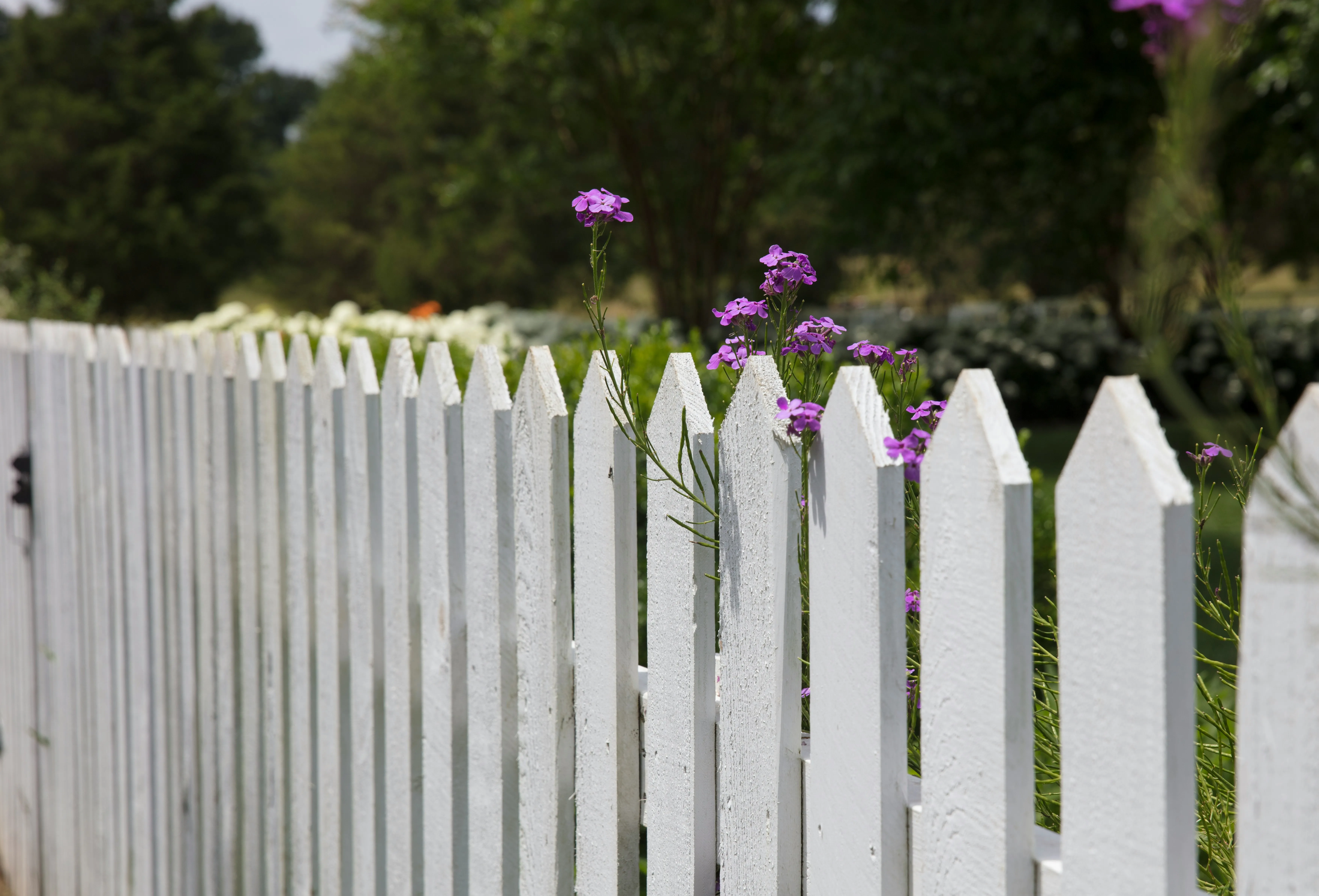 A picture of a white picket fence and flowers