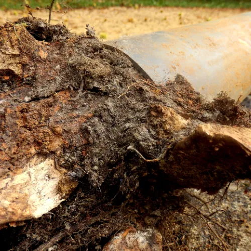 Close-up of tree roots causing a blockage in a drain pipe.