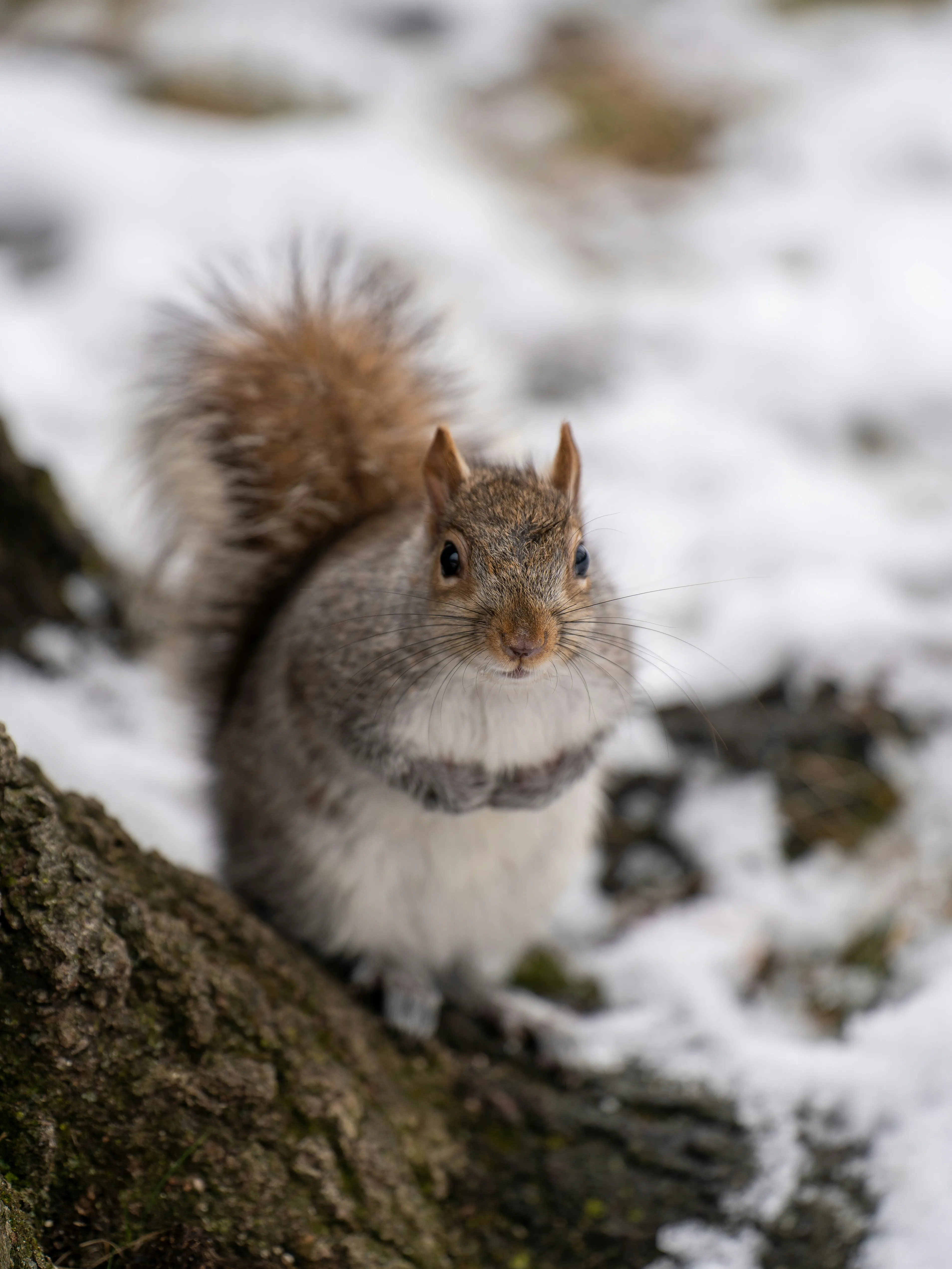 A picture of a grey squirrel