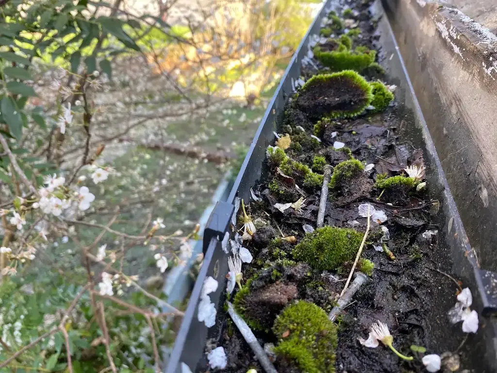 Blocked rain gutter filled with moss and debris