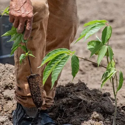 Hand planting a small tree sapling into the ground, representing Eco Drain Solutions' reforestation project.