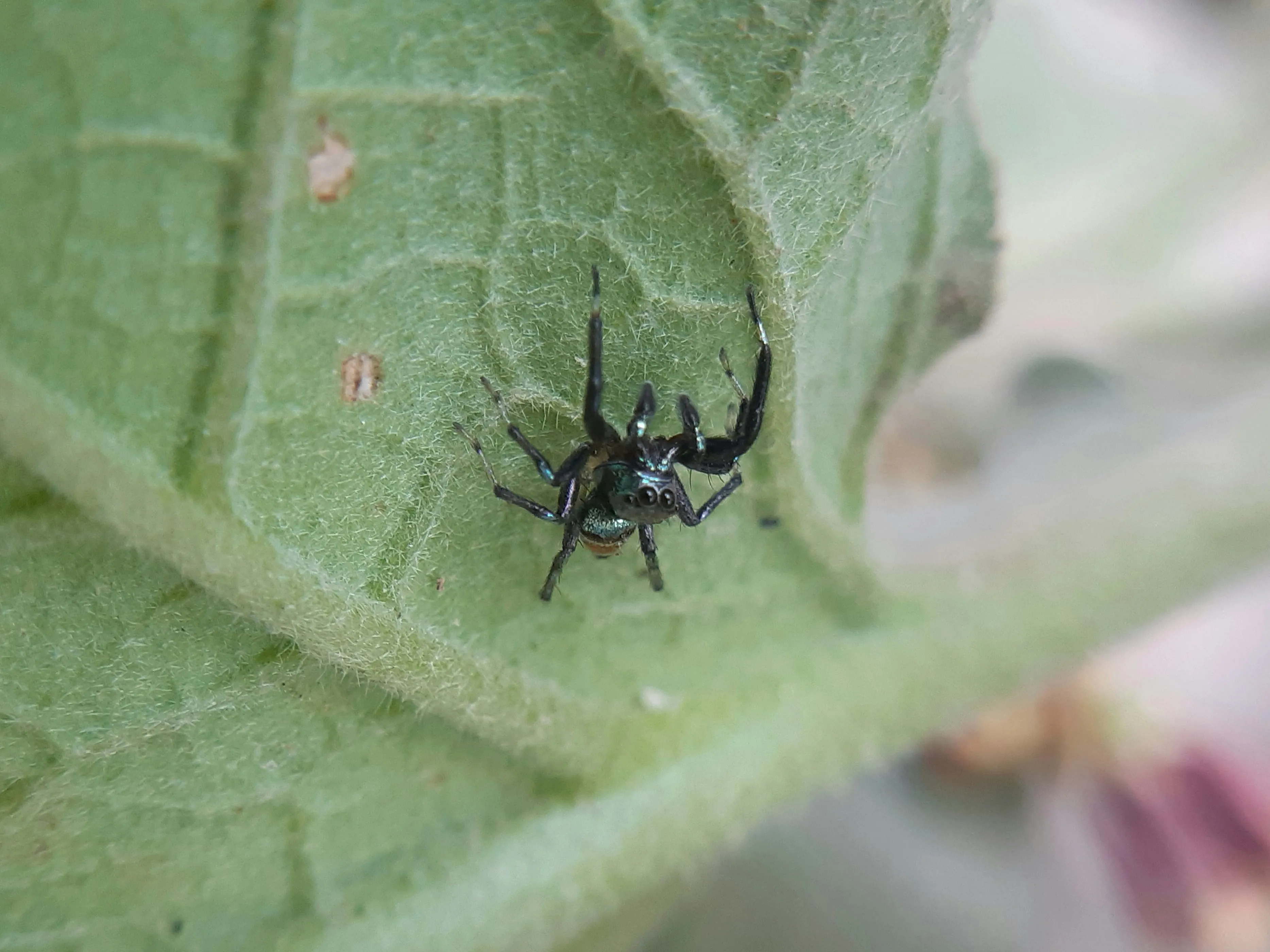 A close-up view of a small spider, possibly a jumping spider, on a green leaf.
