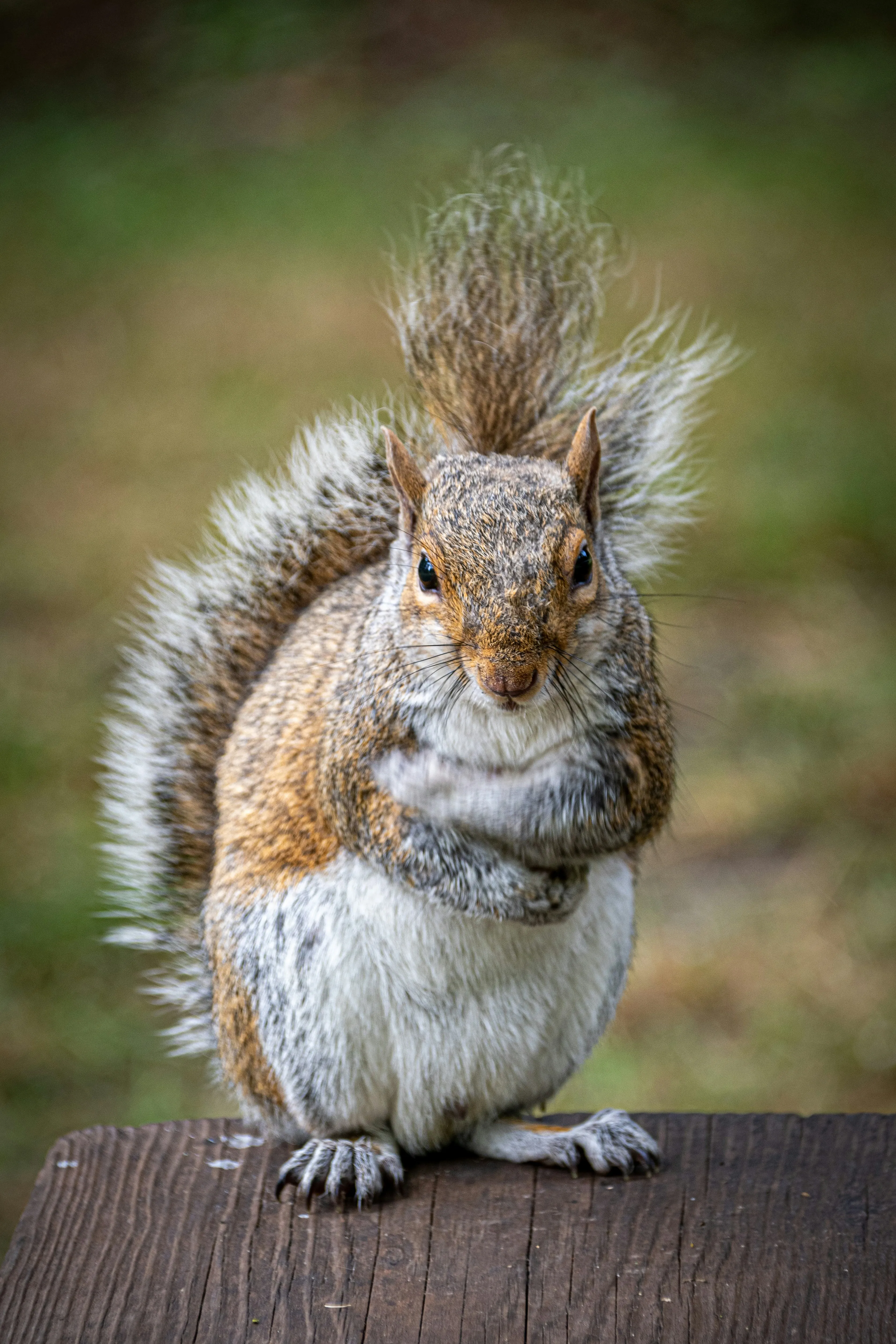 A close-up of a grey squirrel sitting upright on a wooden surface with a blurred green background, looking at the viewer.